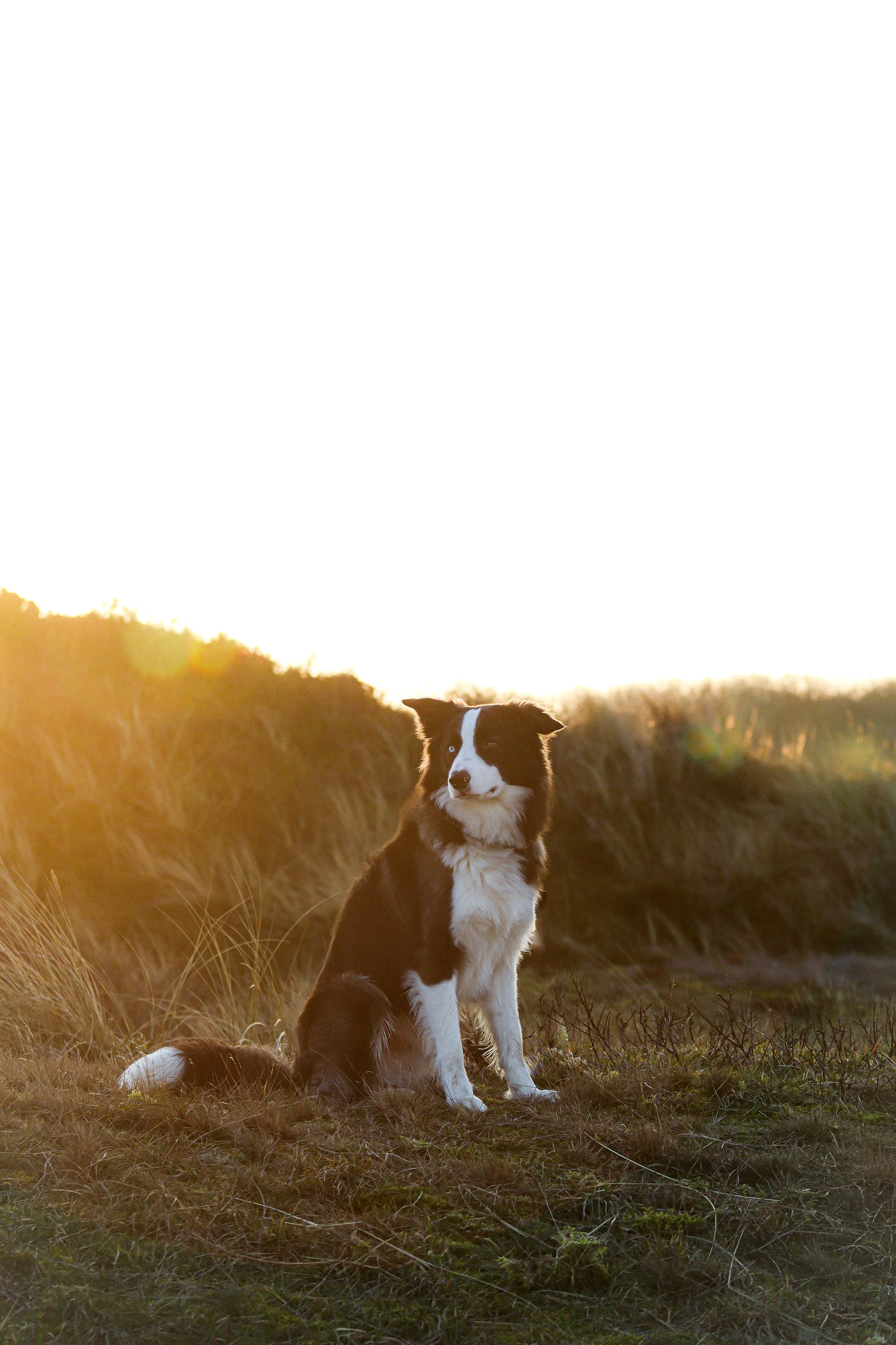 Bruno auf Langeoog (2).jpg