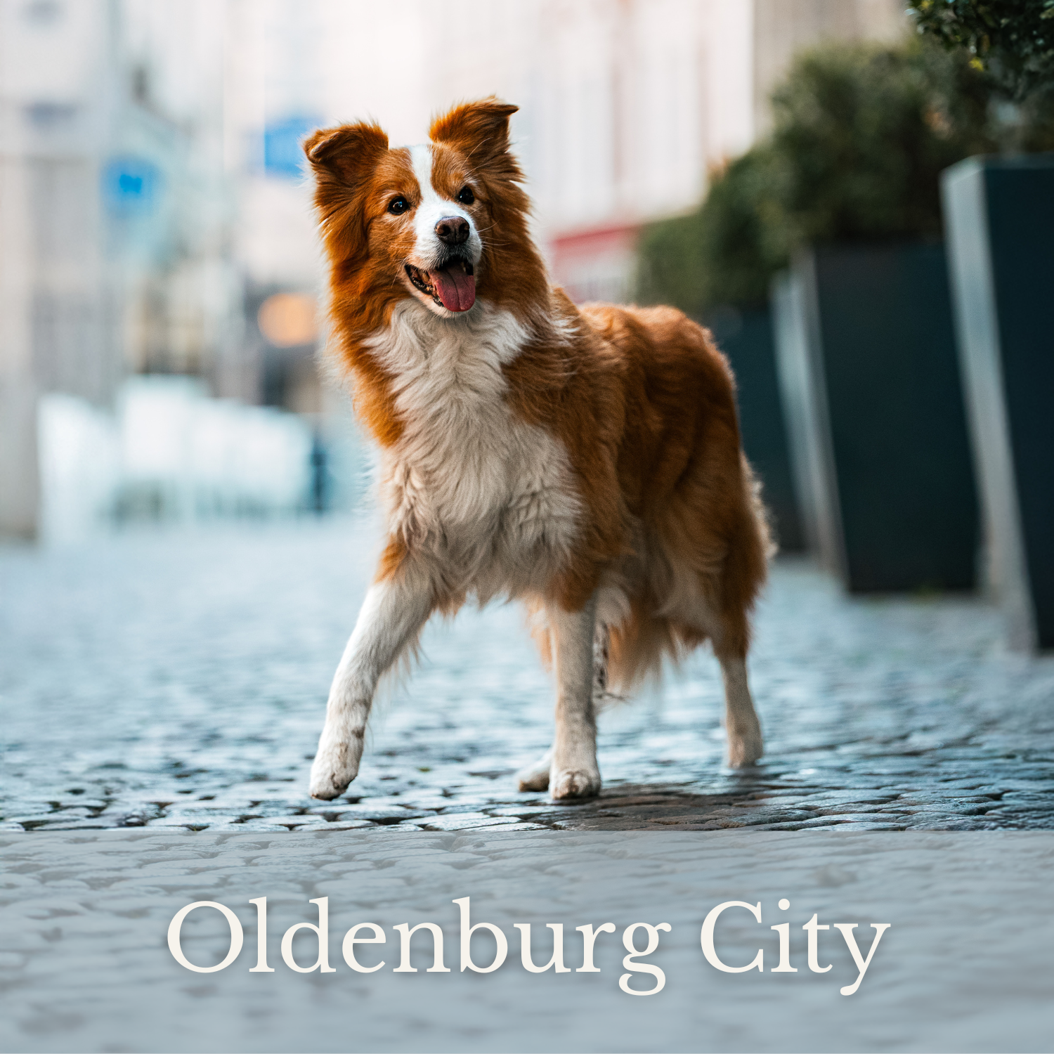 Shooting Oldenburg