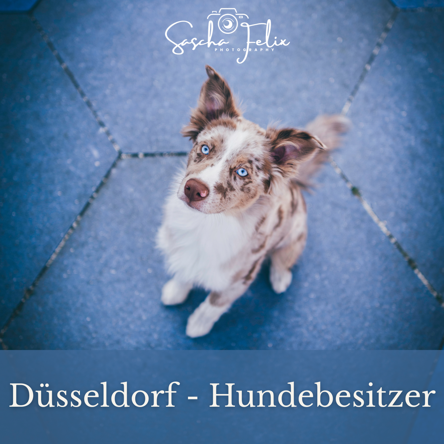 Düsseldorf Medienhafen - Hundebesitzer