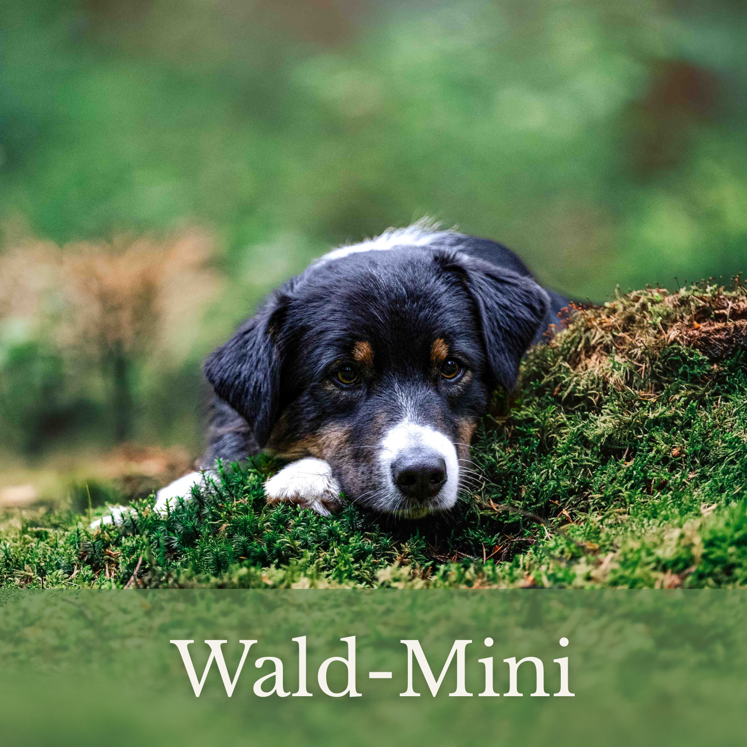 Wald-Minis