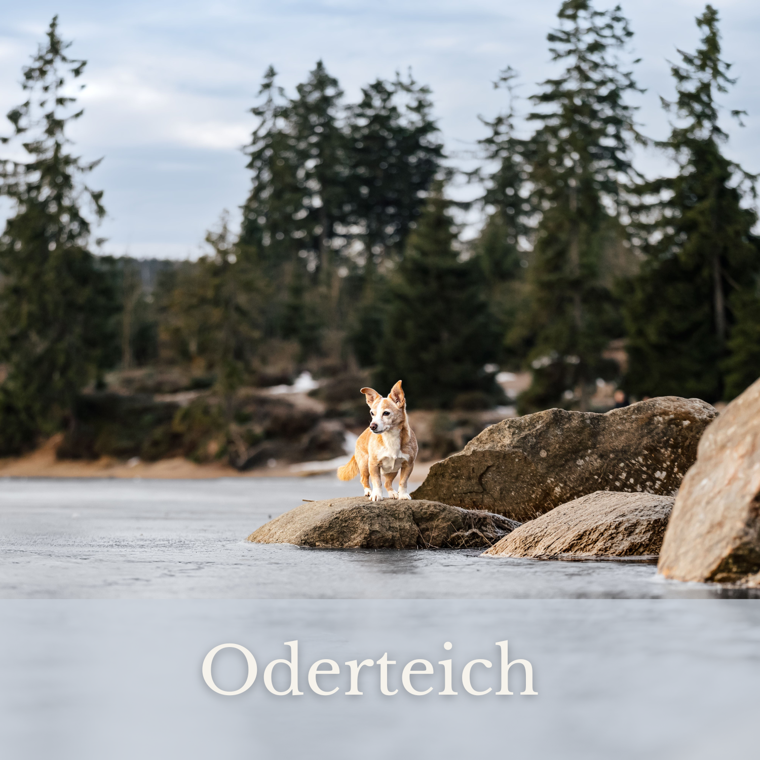 Oderteich zum Sonnenaufgang