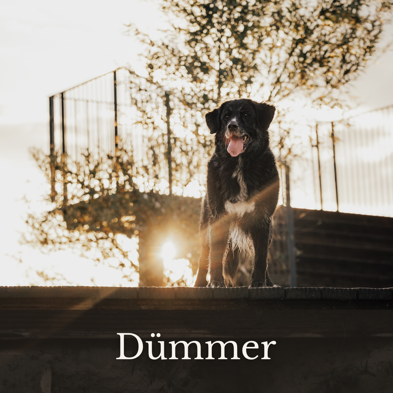 Aktionsshooting am Dümmer