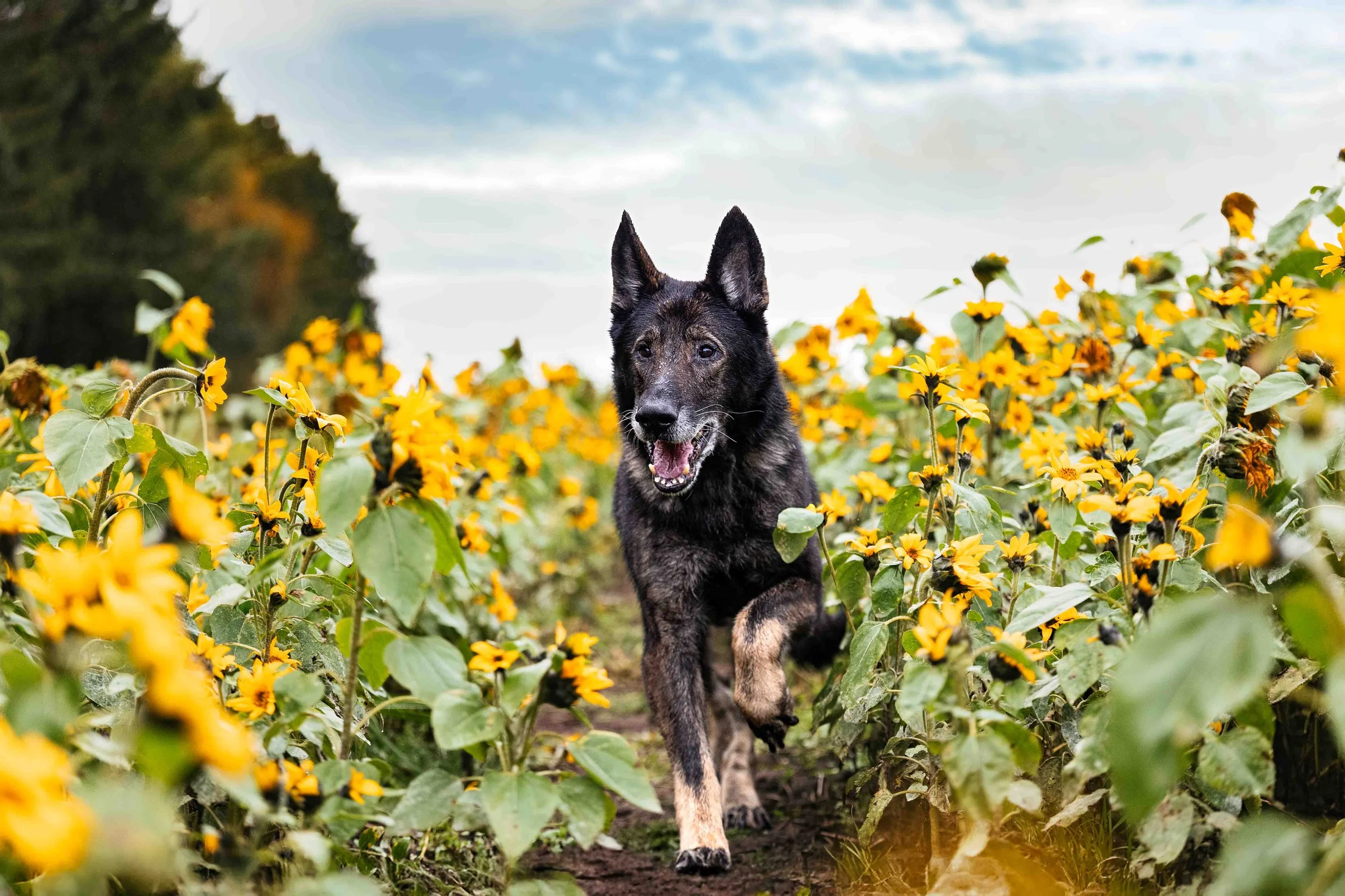 Hektor im Sonnenblumenfekd.jpg