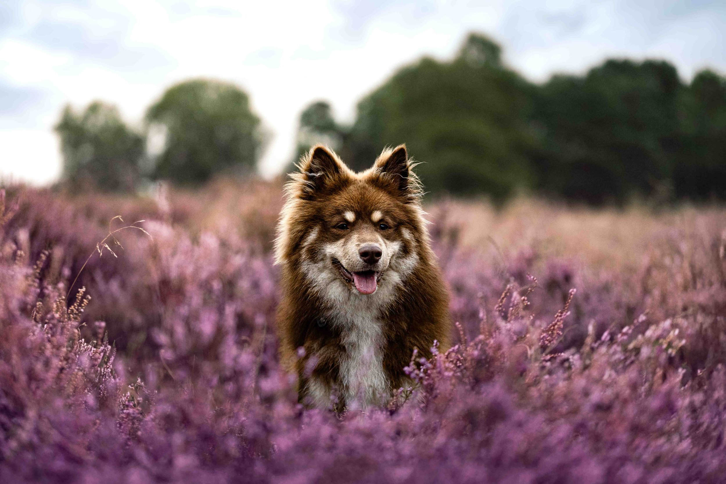 Nero in der Heide.jpg