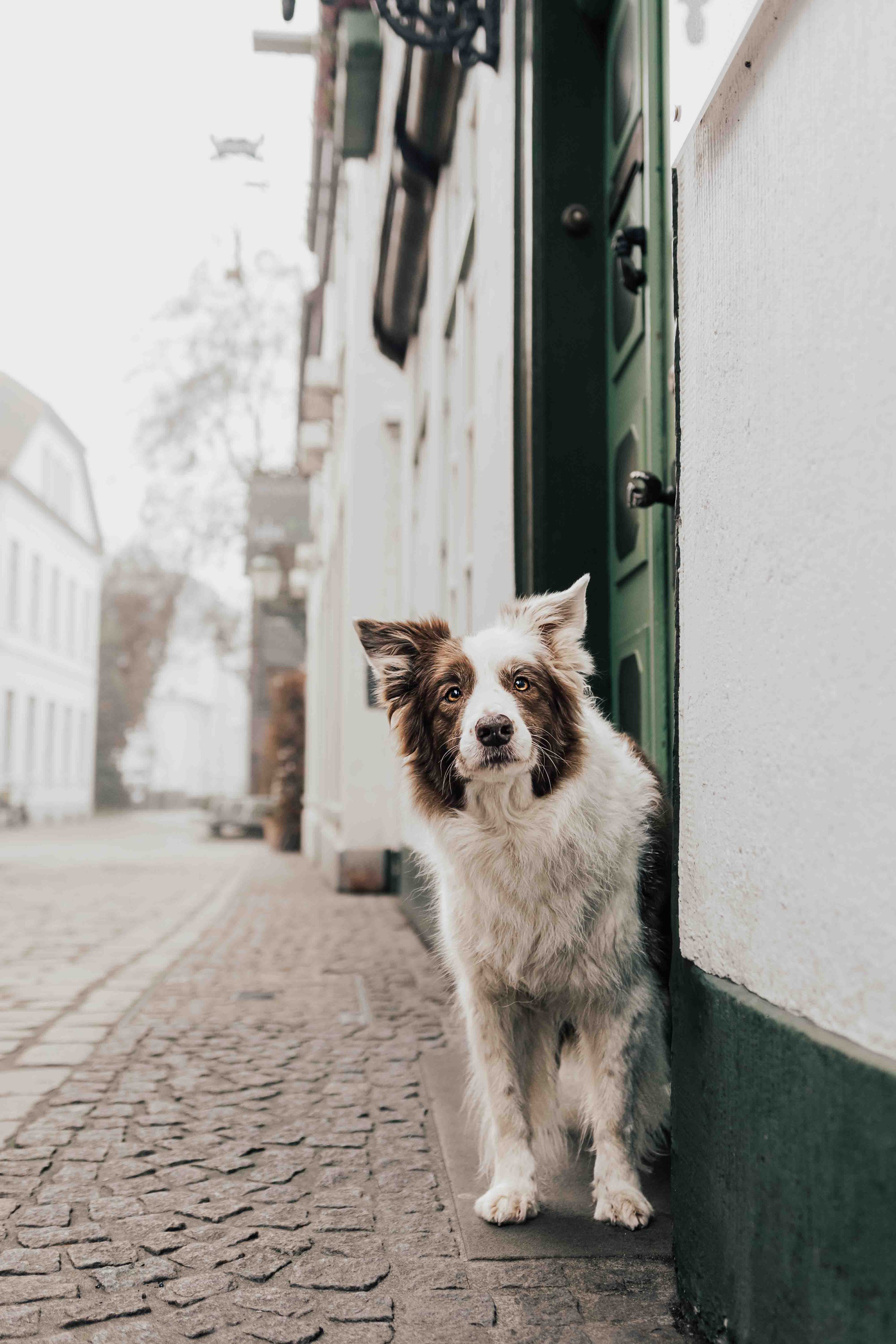 Beany in Oldenburg.jpg