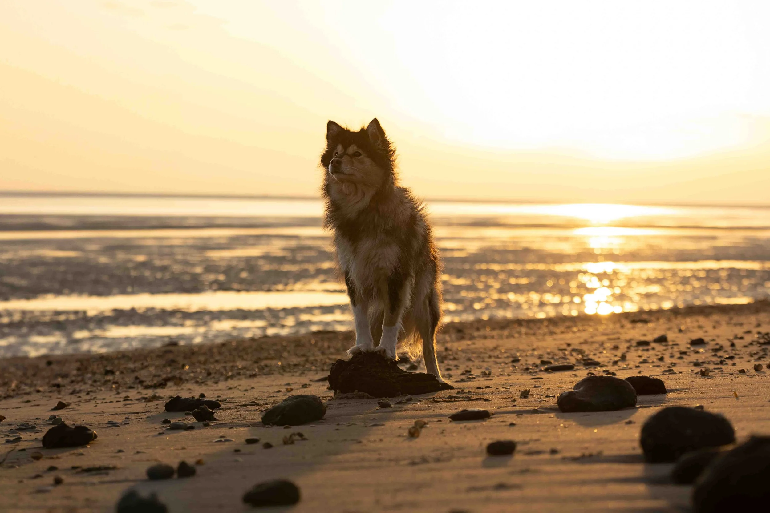 Wilma am Strand.jpg