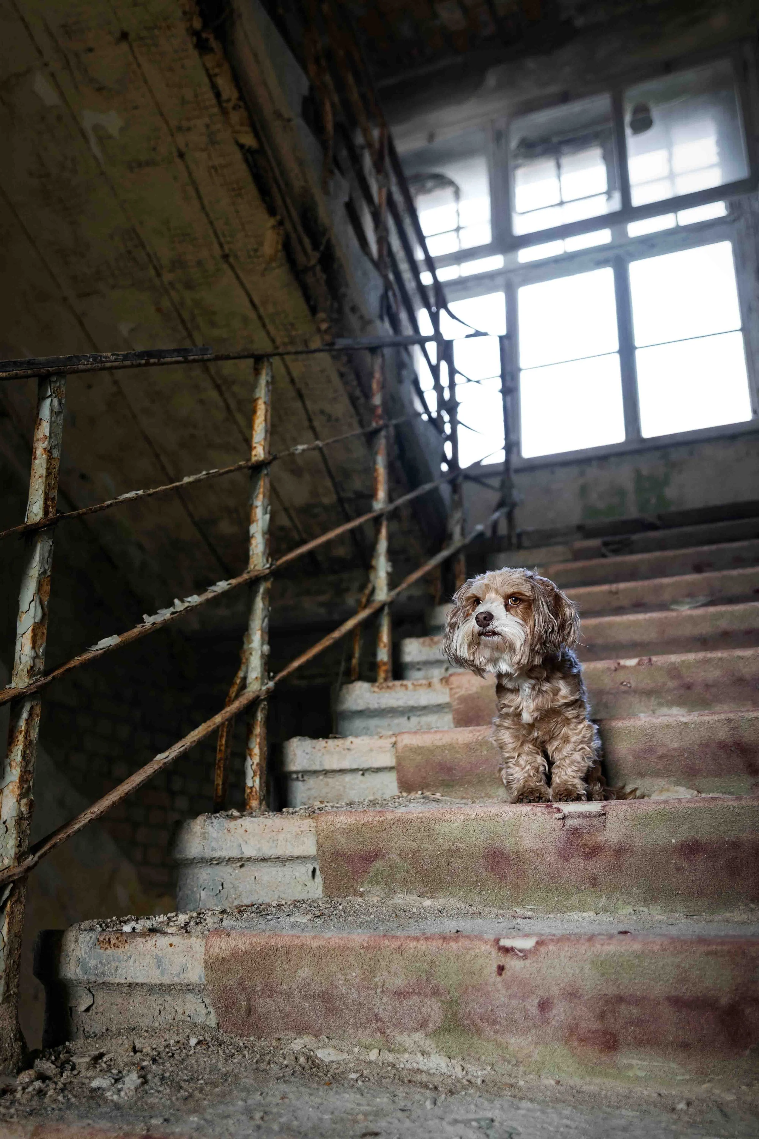 Balou im Lost Place.jpg