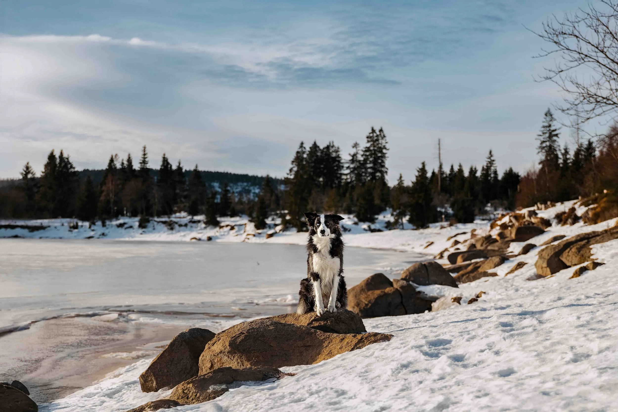 Bruni im Harz (1).jpg