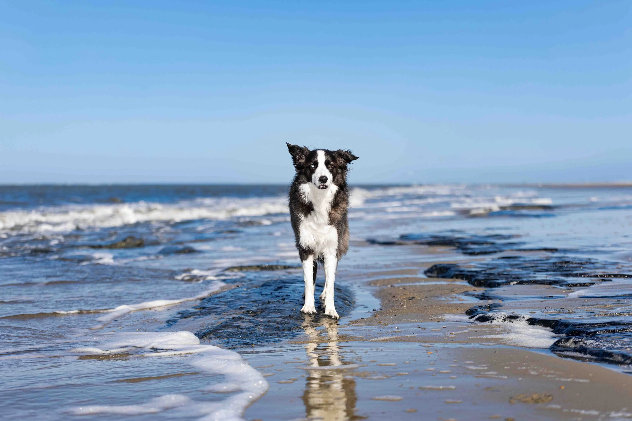 Bruno auf Langeoog (3).jpg