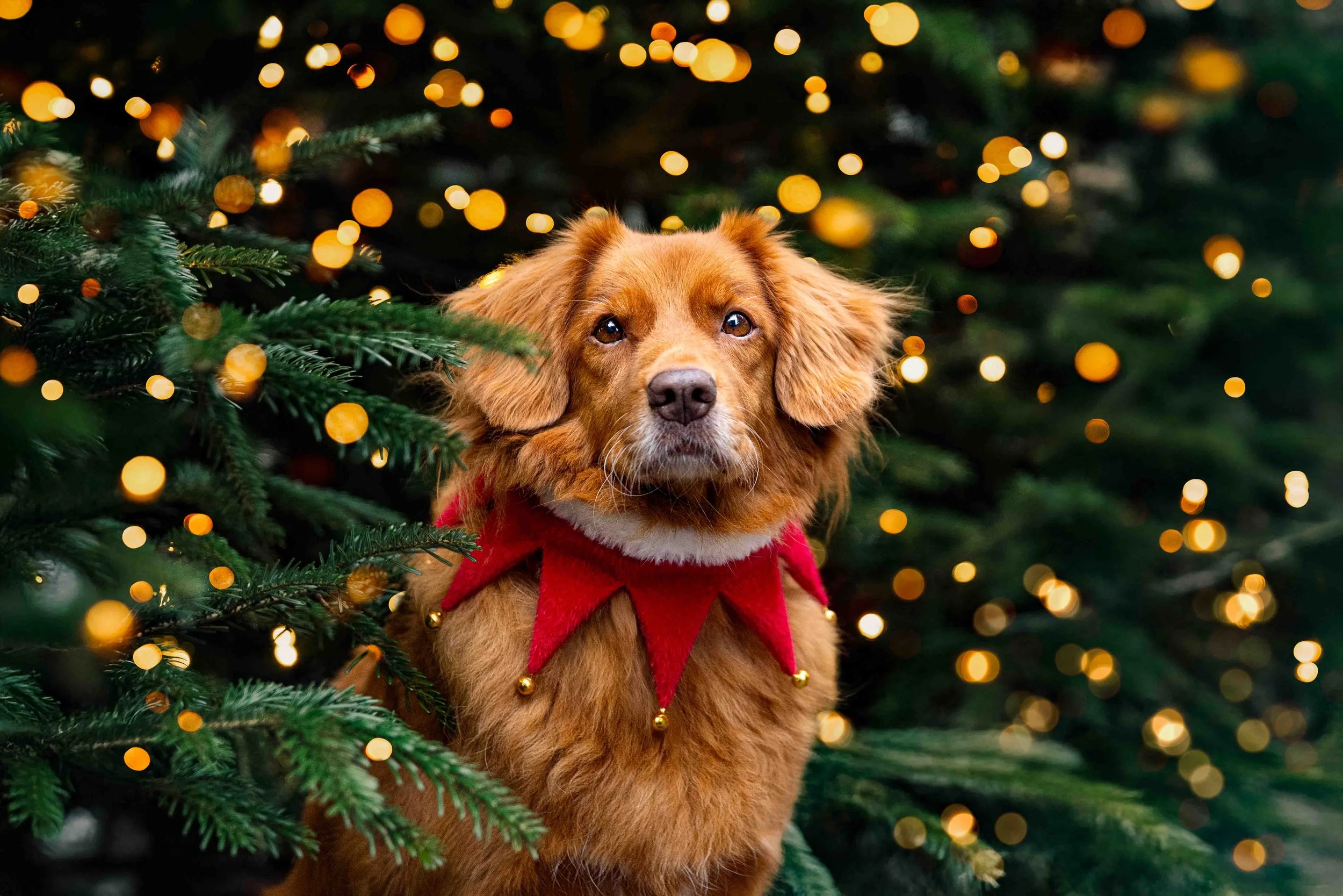 Joy auf dem Weihnachtsmarkt.jpg