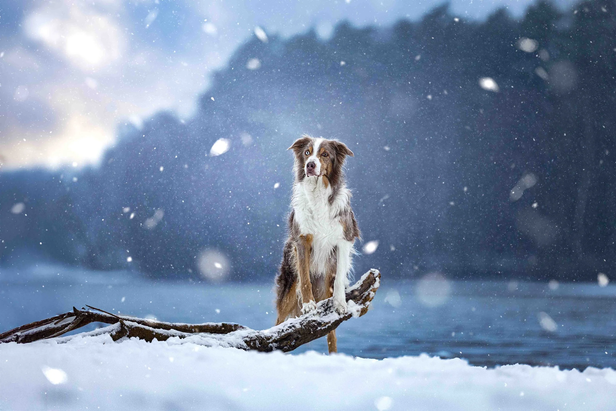 Fawkes im Schnee.jpg