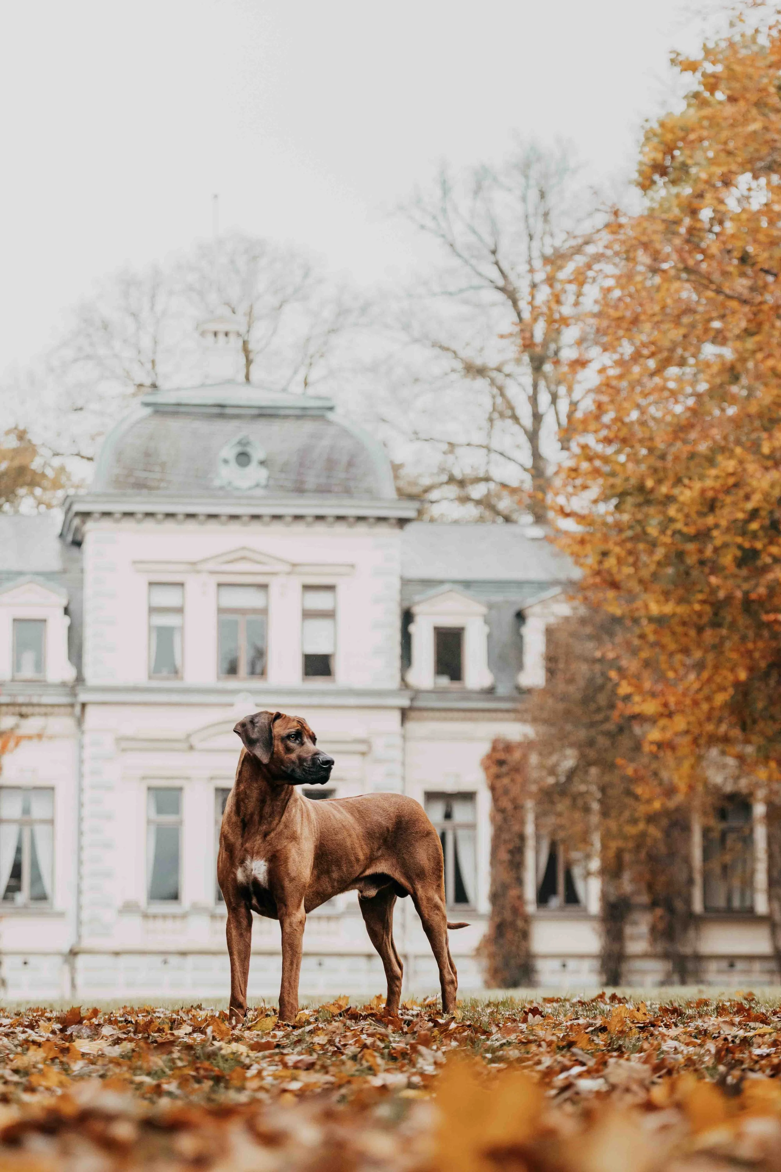 Jack in Rastede (1).jpg