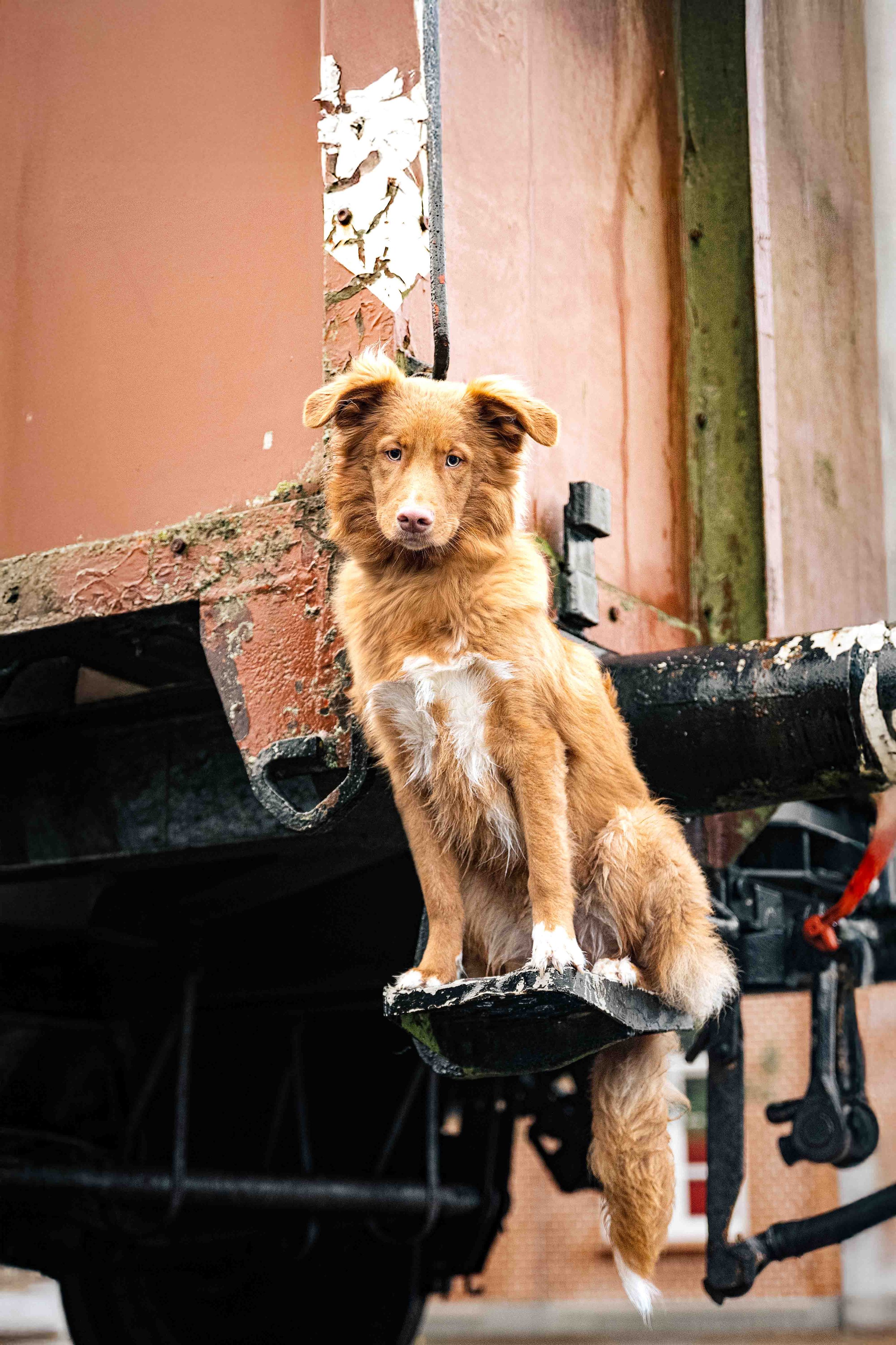 Pelle in Bremerhaven.jpg