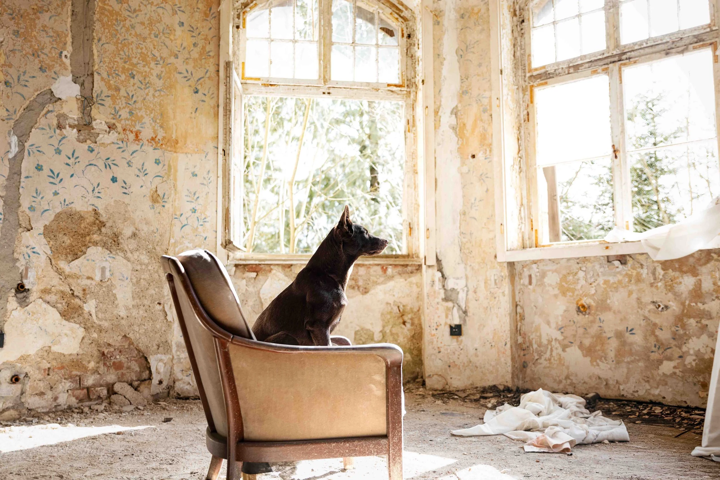 Koko im Lost Place.jpg