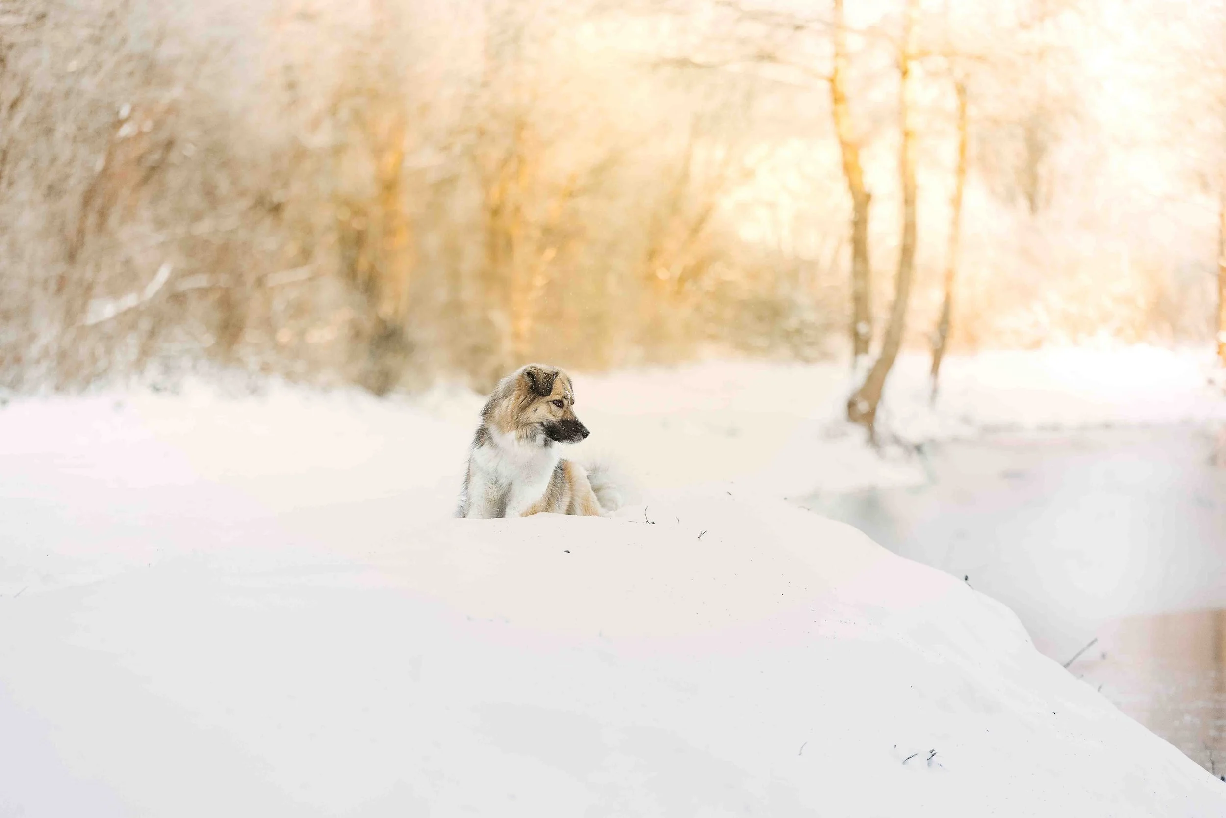 Bailey im Schnee.jpg