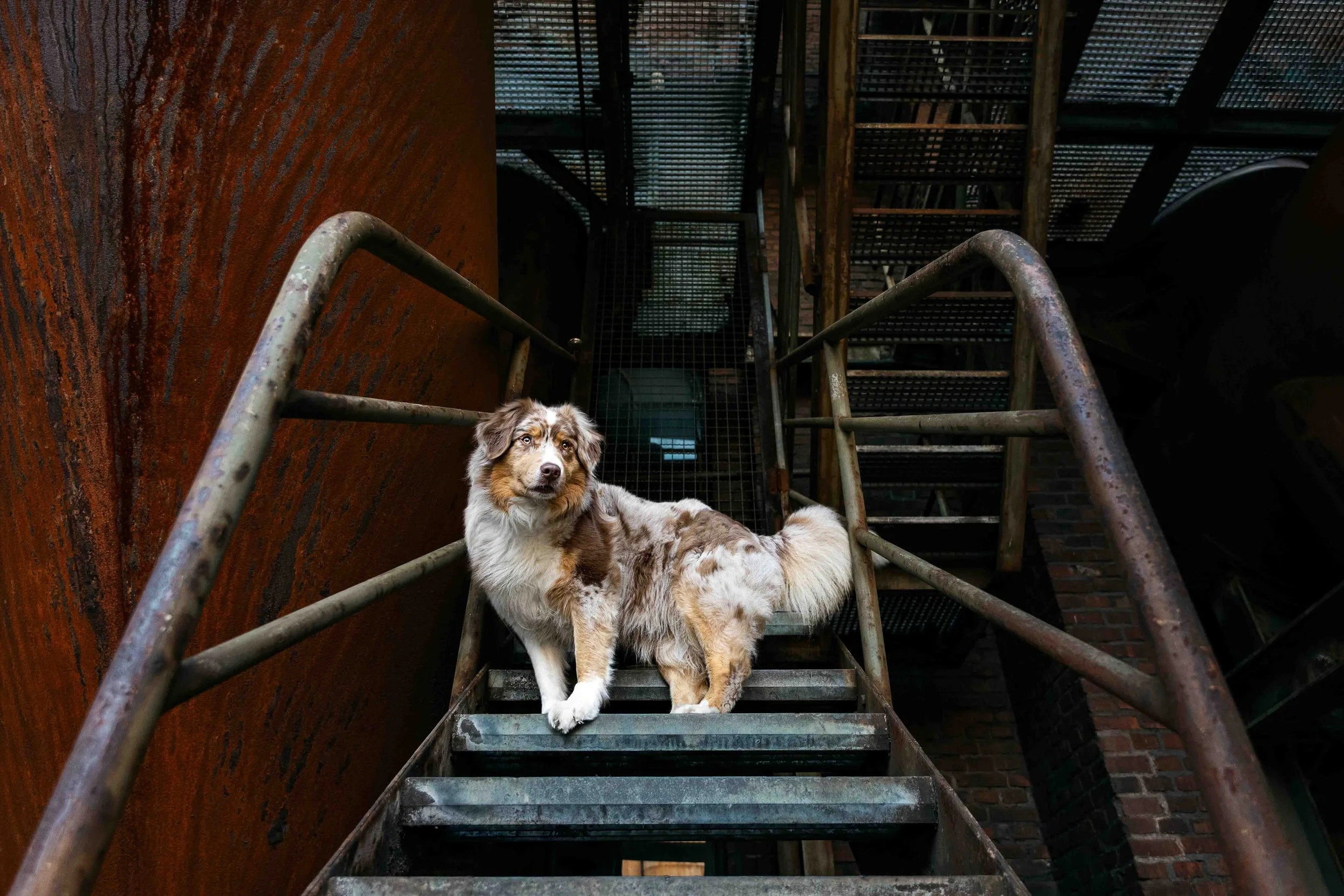 Mila im Landschaftspark.jpg