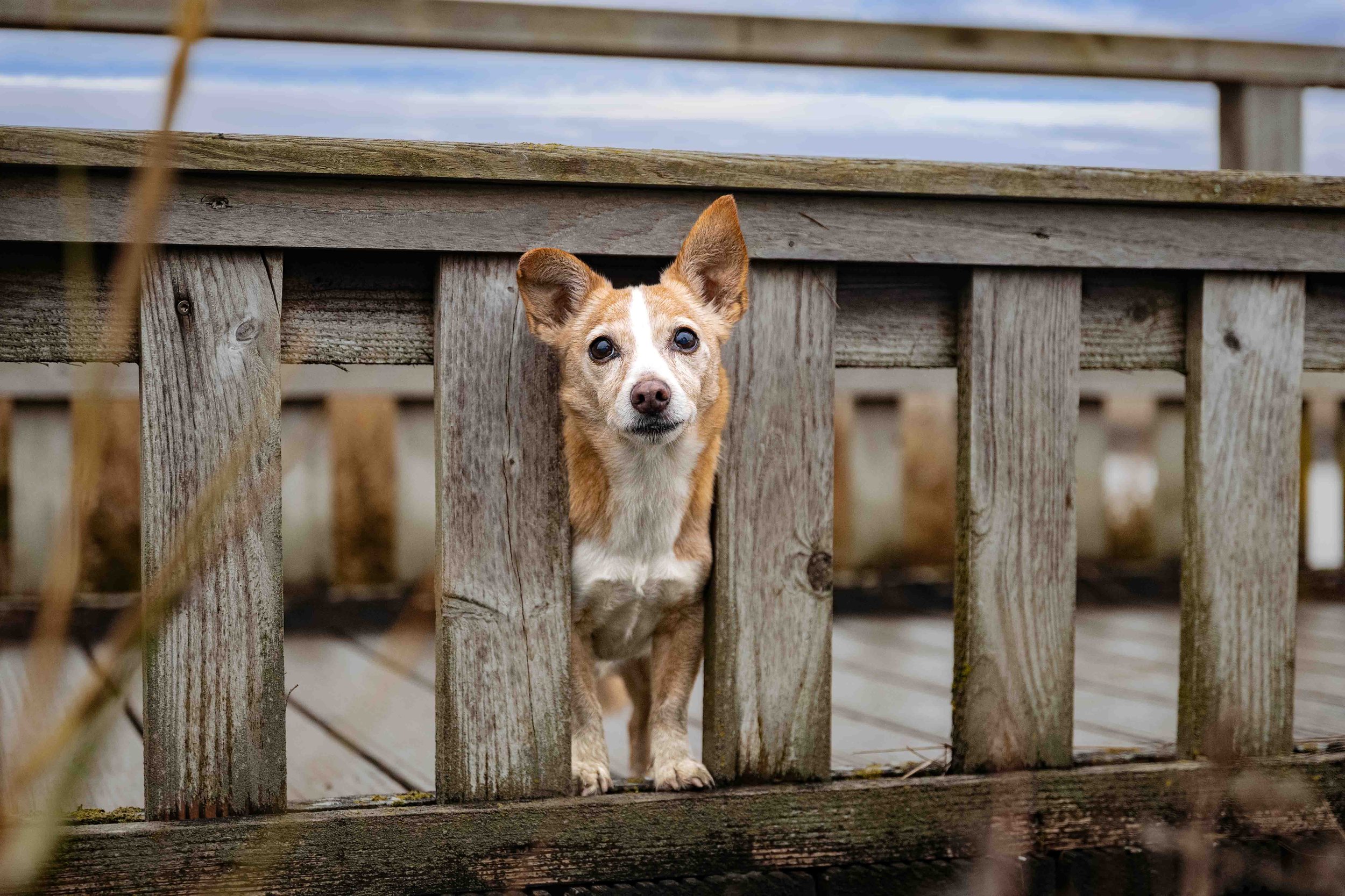 Luigi in Butjadingen.jpg