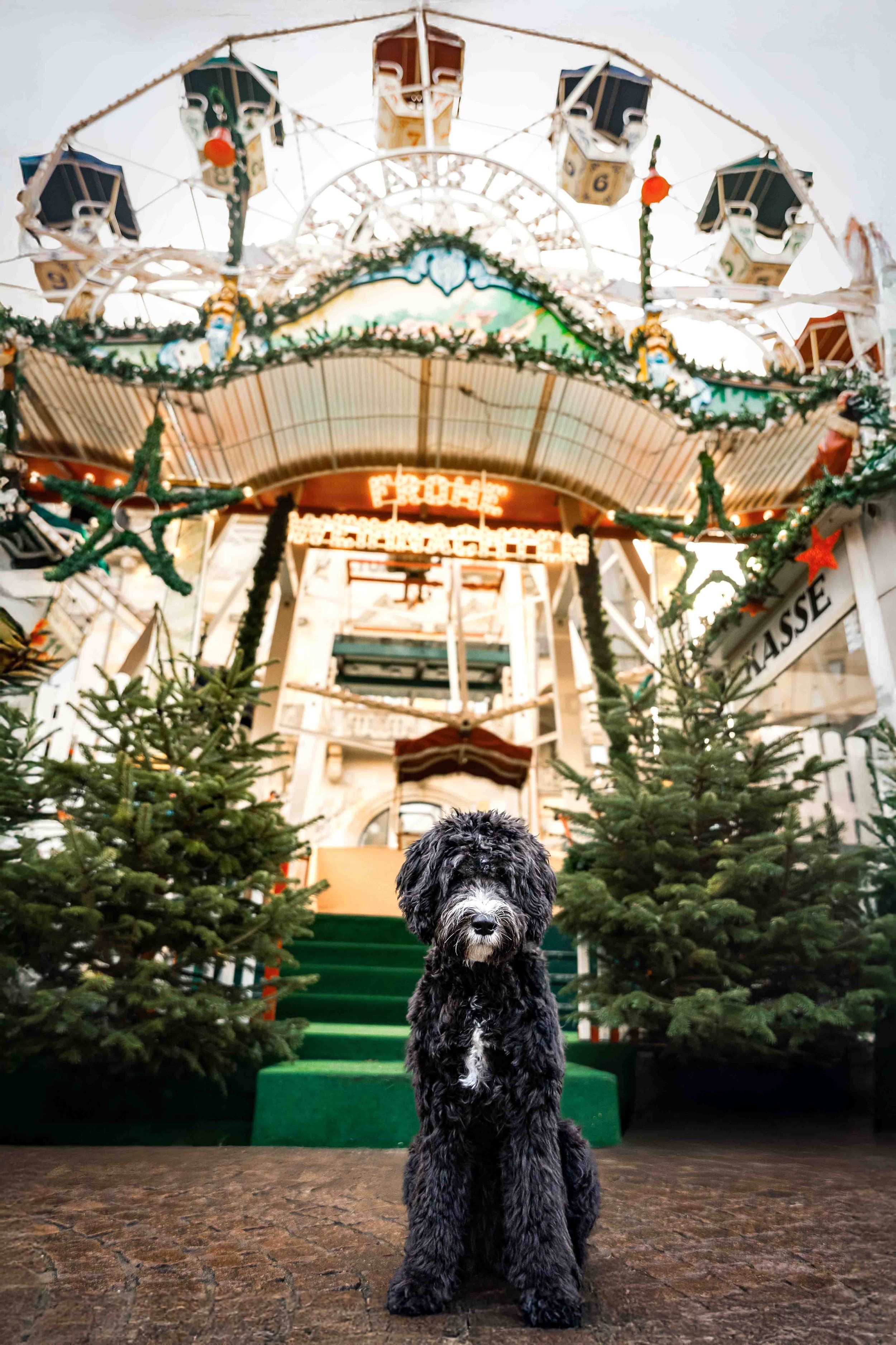 Noud auf dem Weihnachtsmarkt.jpg