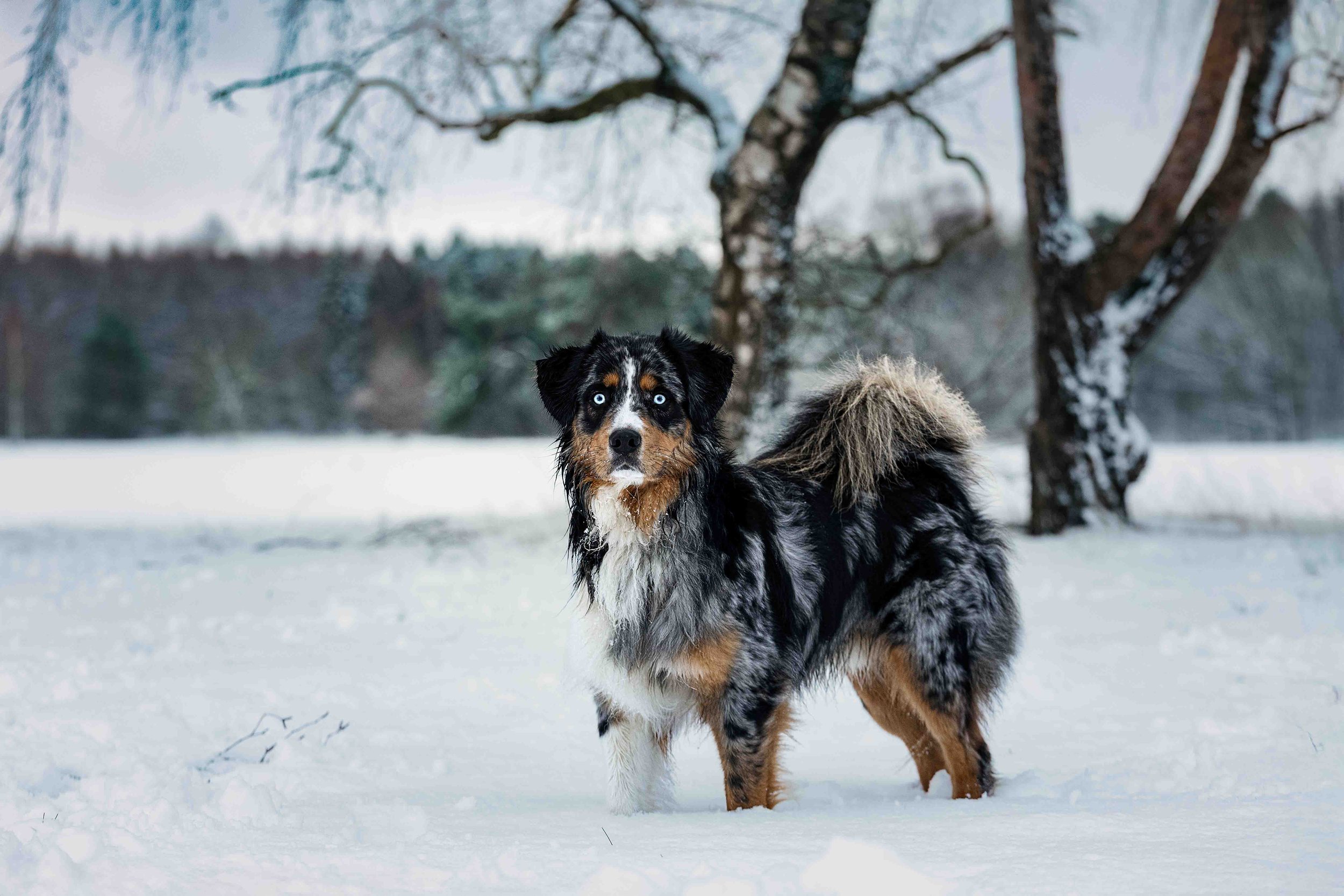 Vino im Schnee (1).jpg