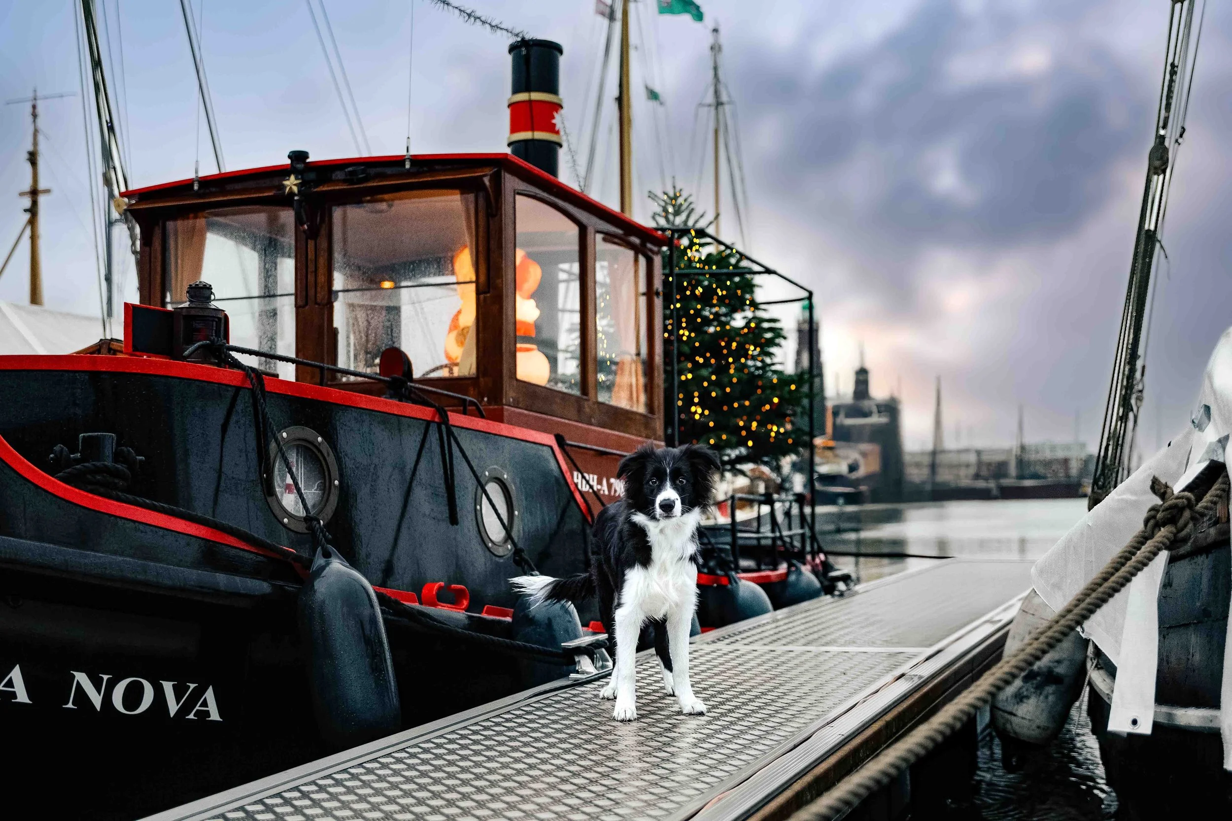 Cody in Bremerhaven.jpg