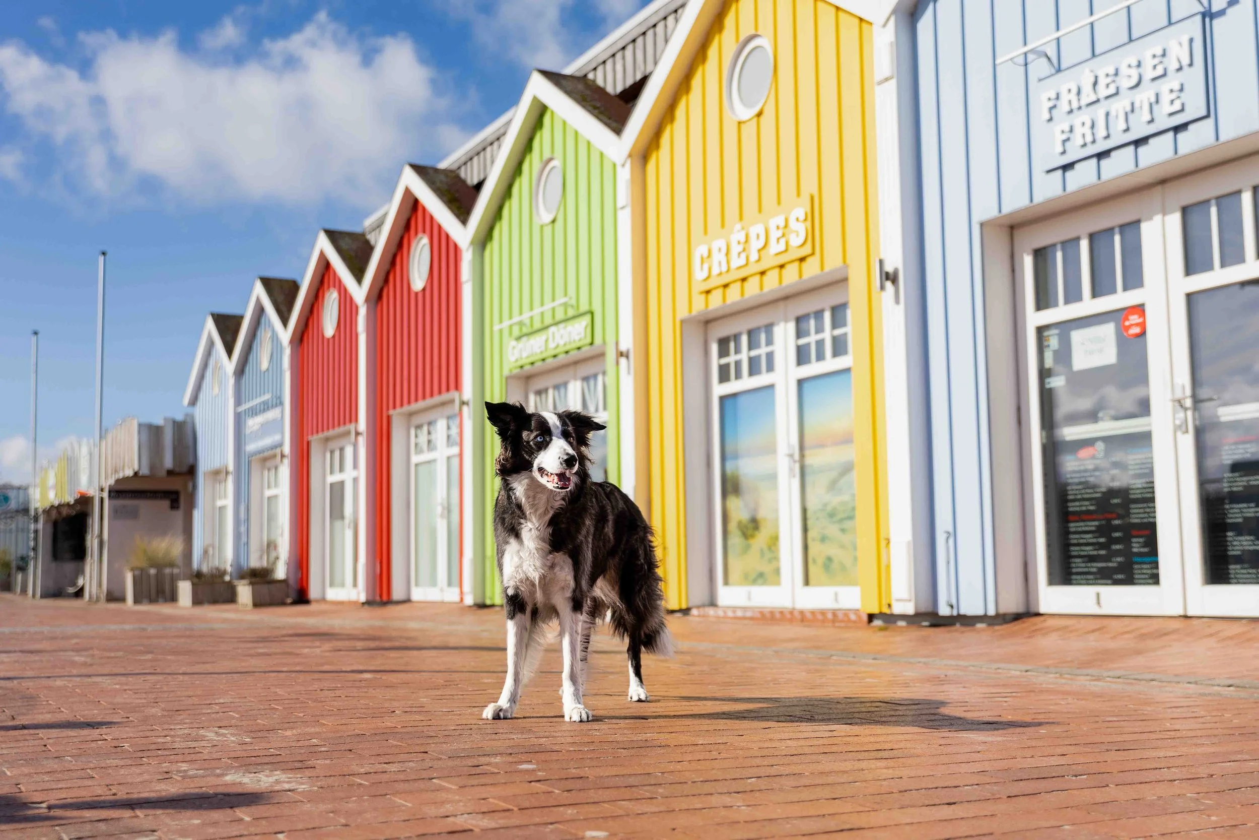 Bruno auf Langeoog (2).jpg