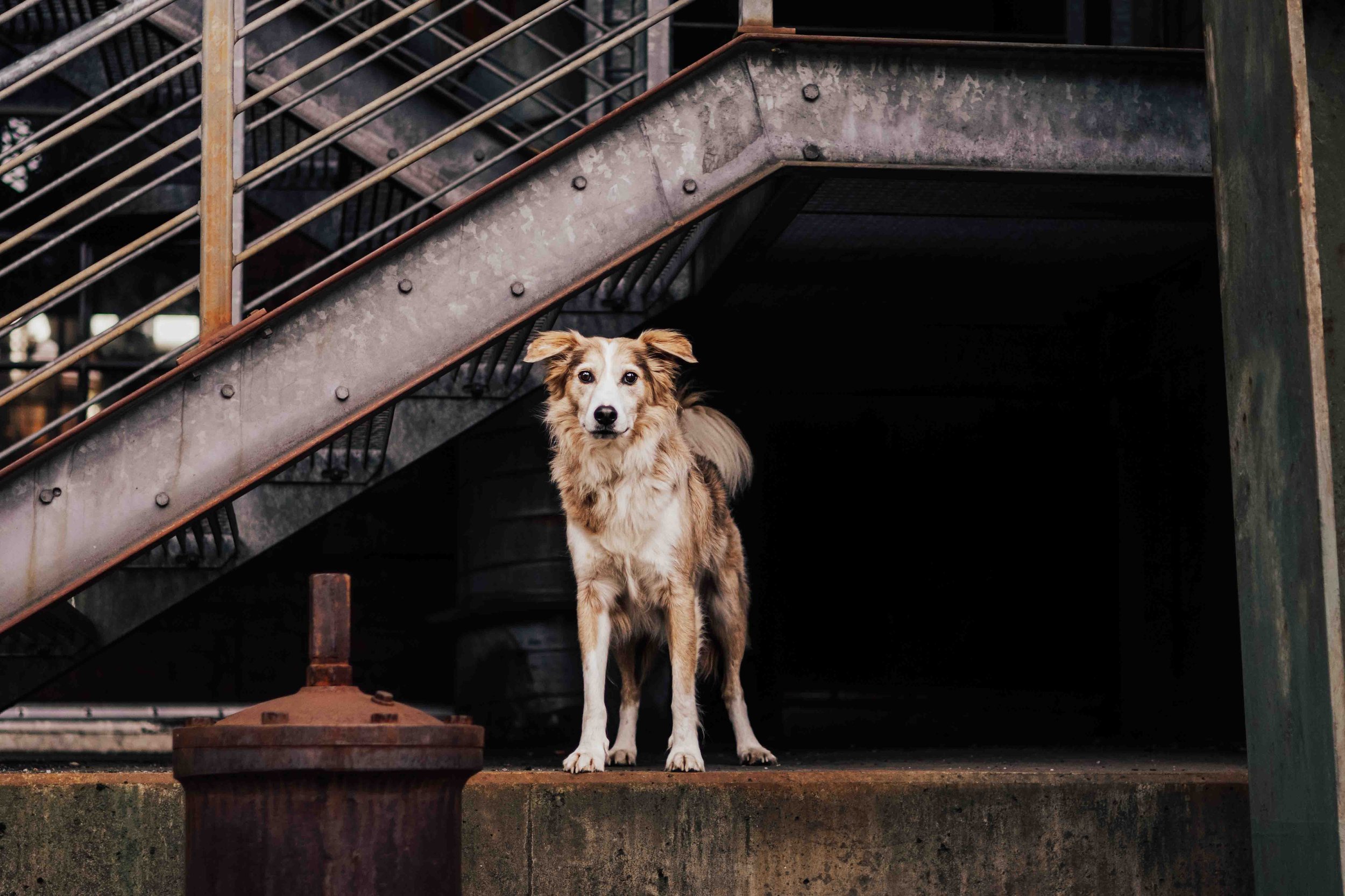 Buddy im Landschaftspark.jpg