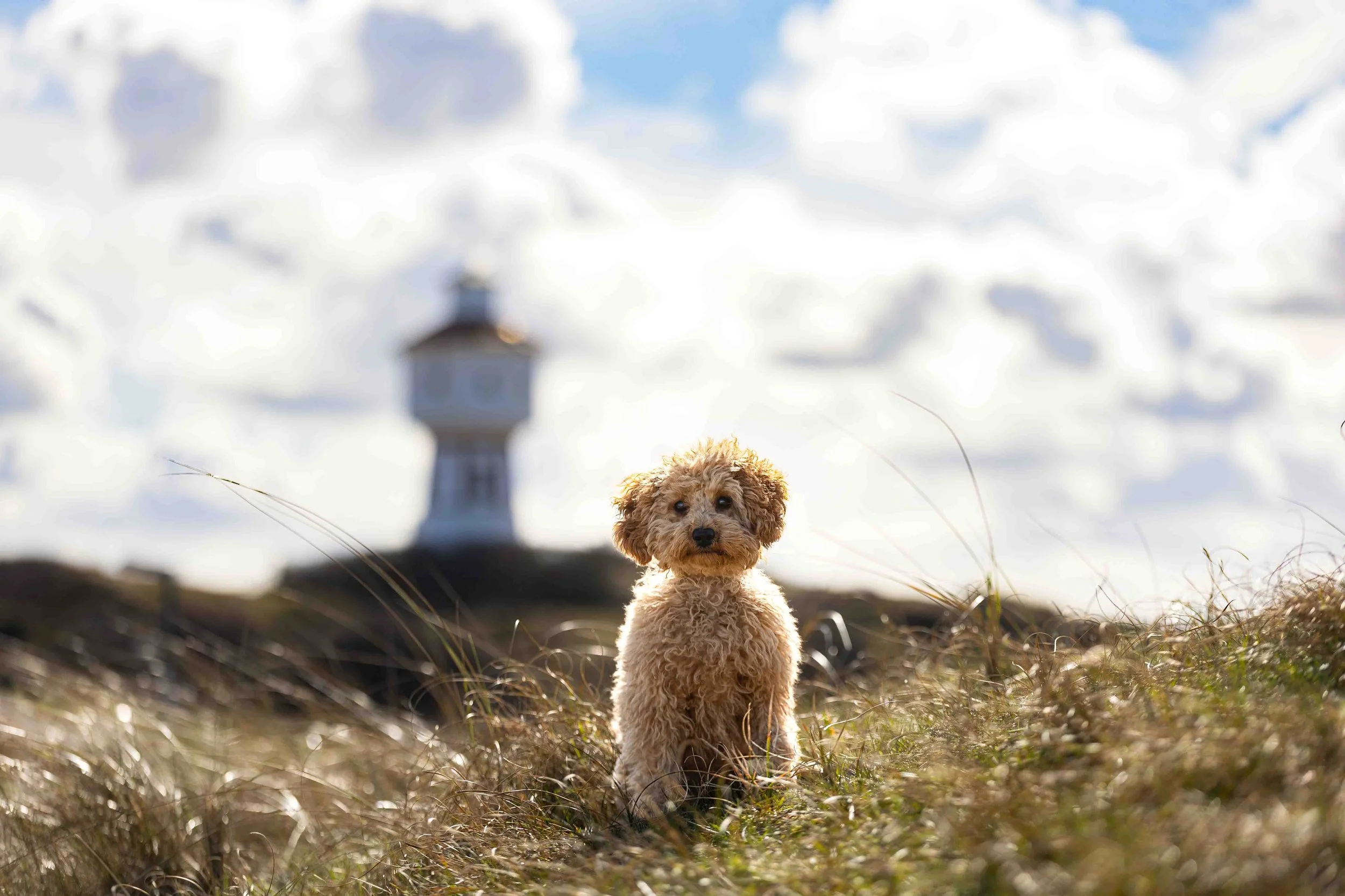 Elli auf Langeoog.jpg