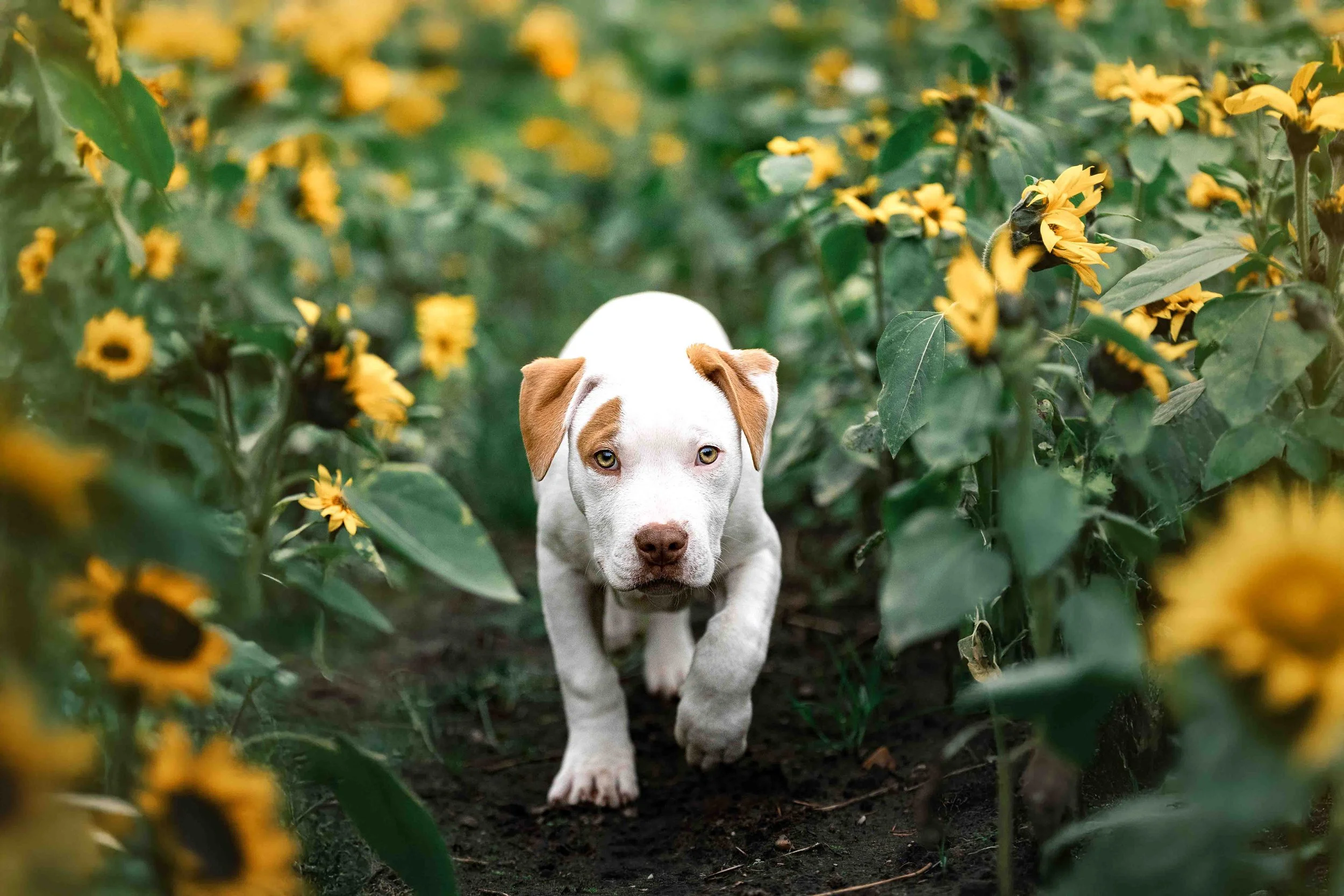 Paul im Sonnenblumenfeld.jpg