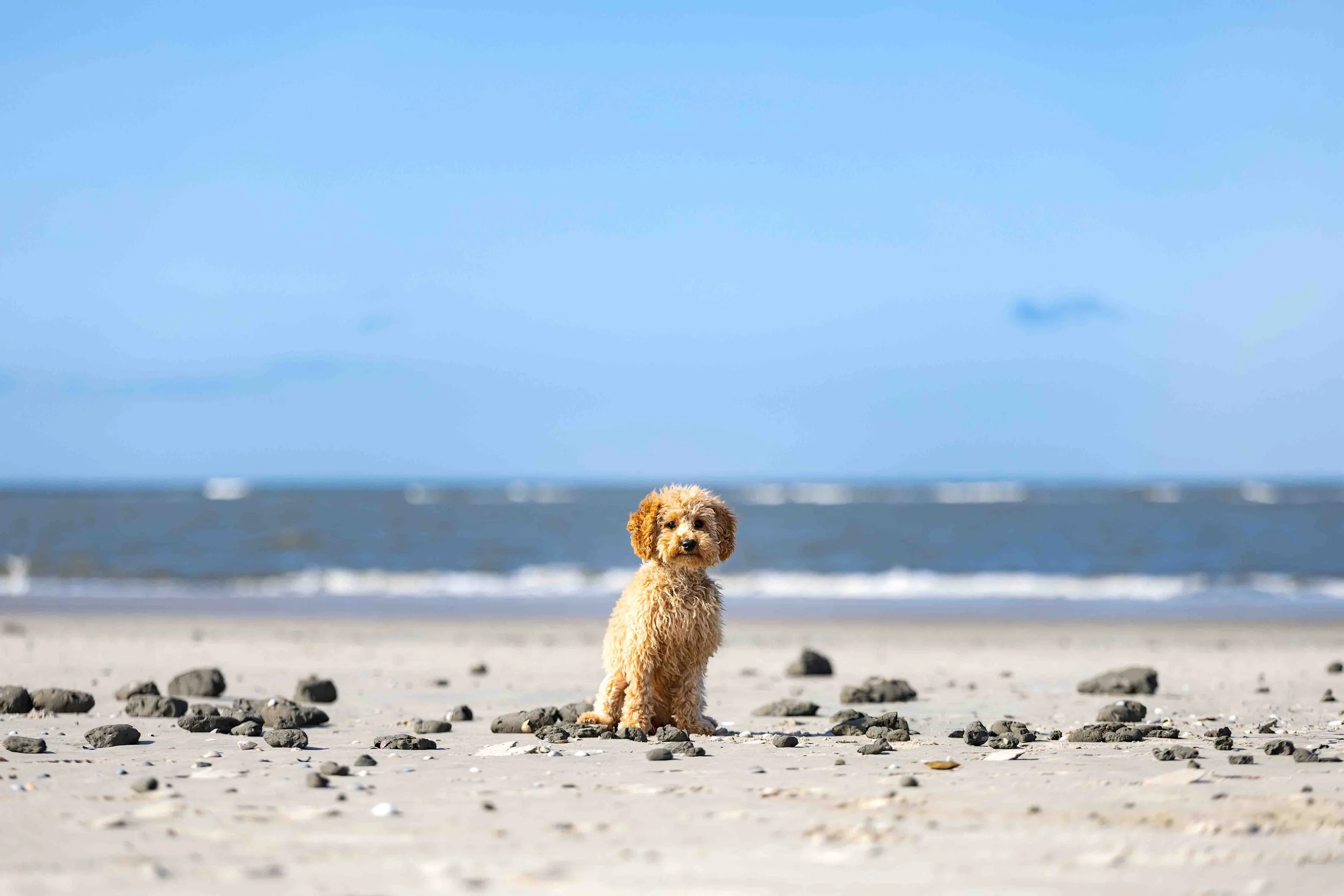 Elli auf Langeoog (3).jpg