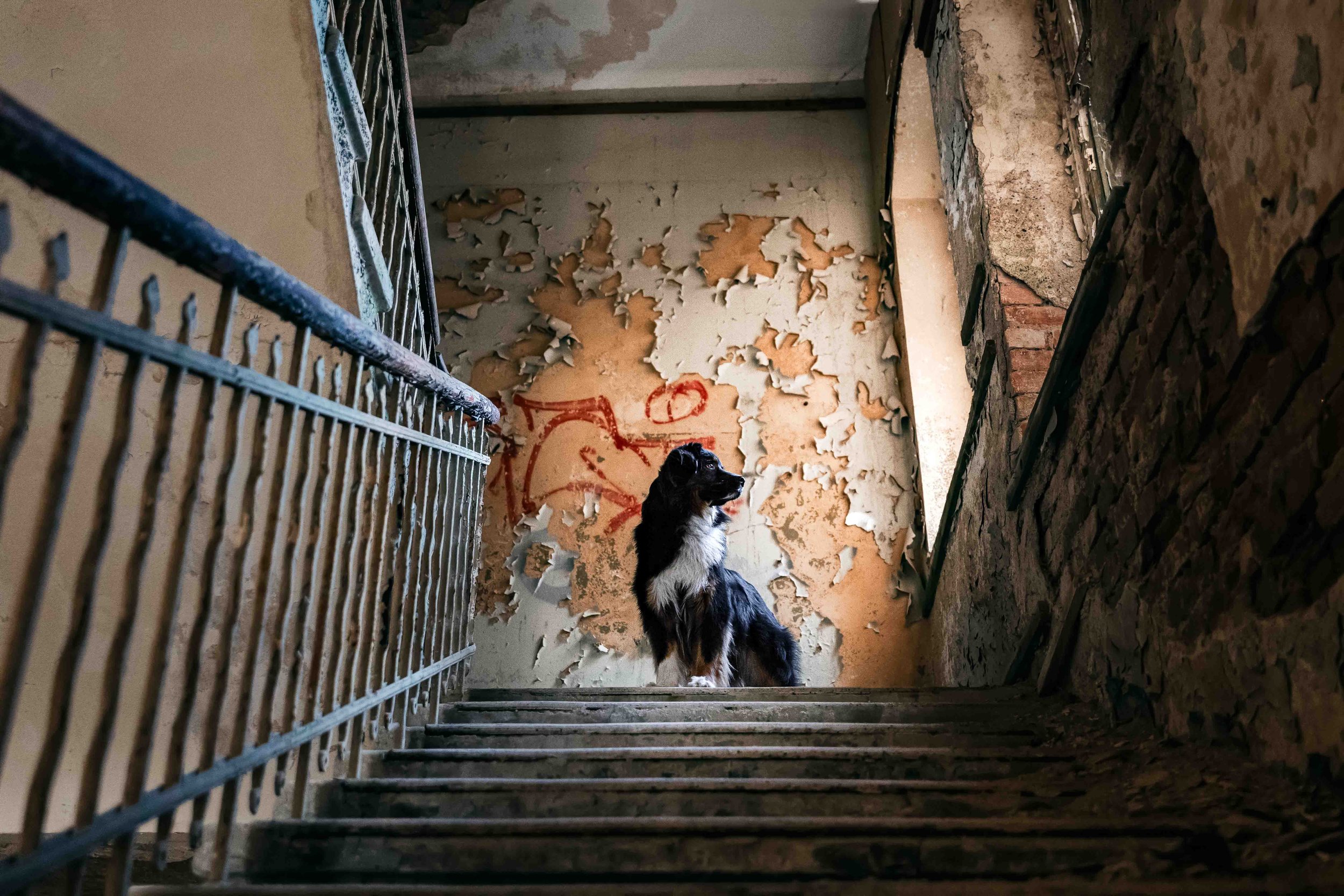 Findus im Lost Place.jpg