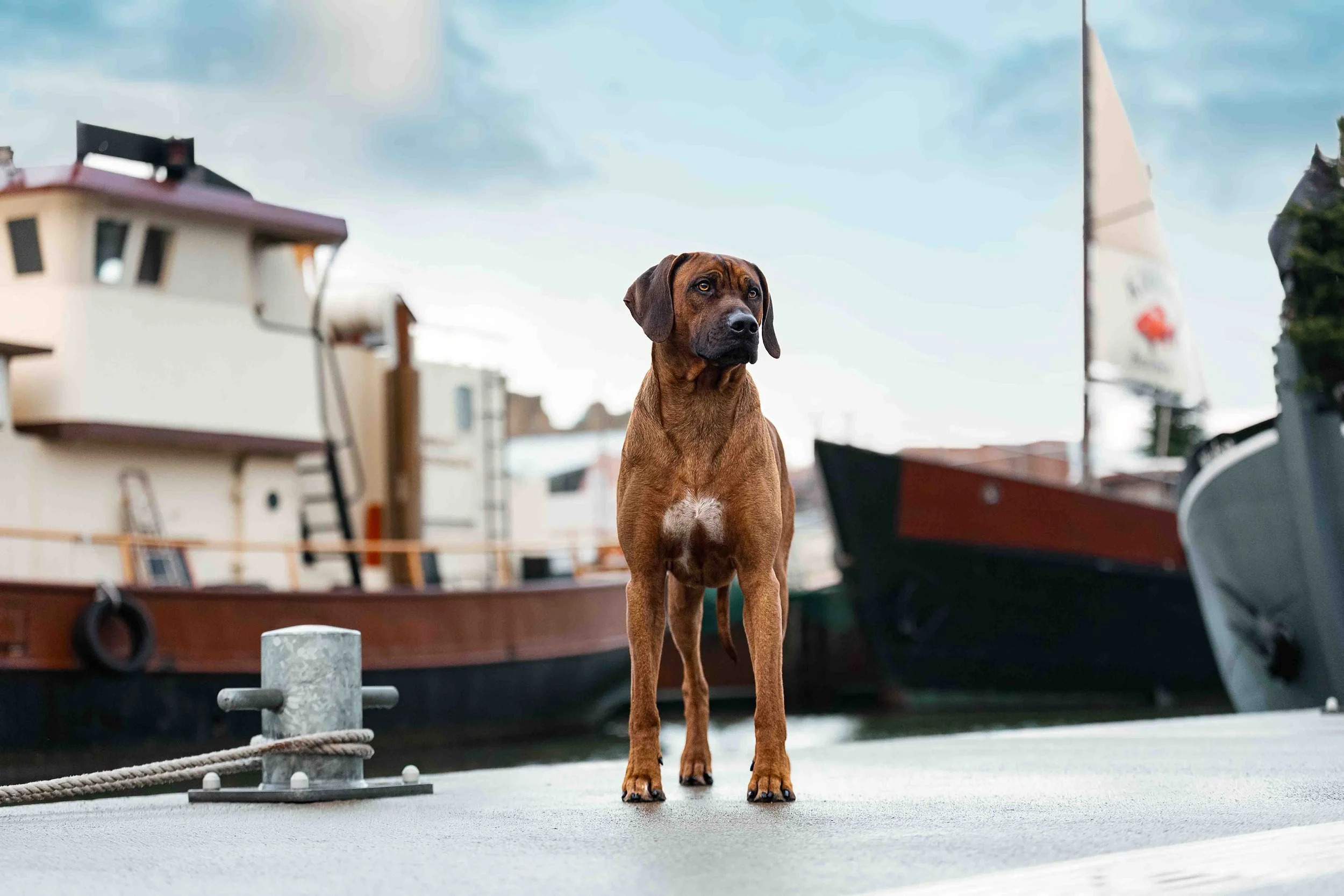 Jack in Bremerhaven.jpg