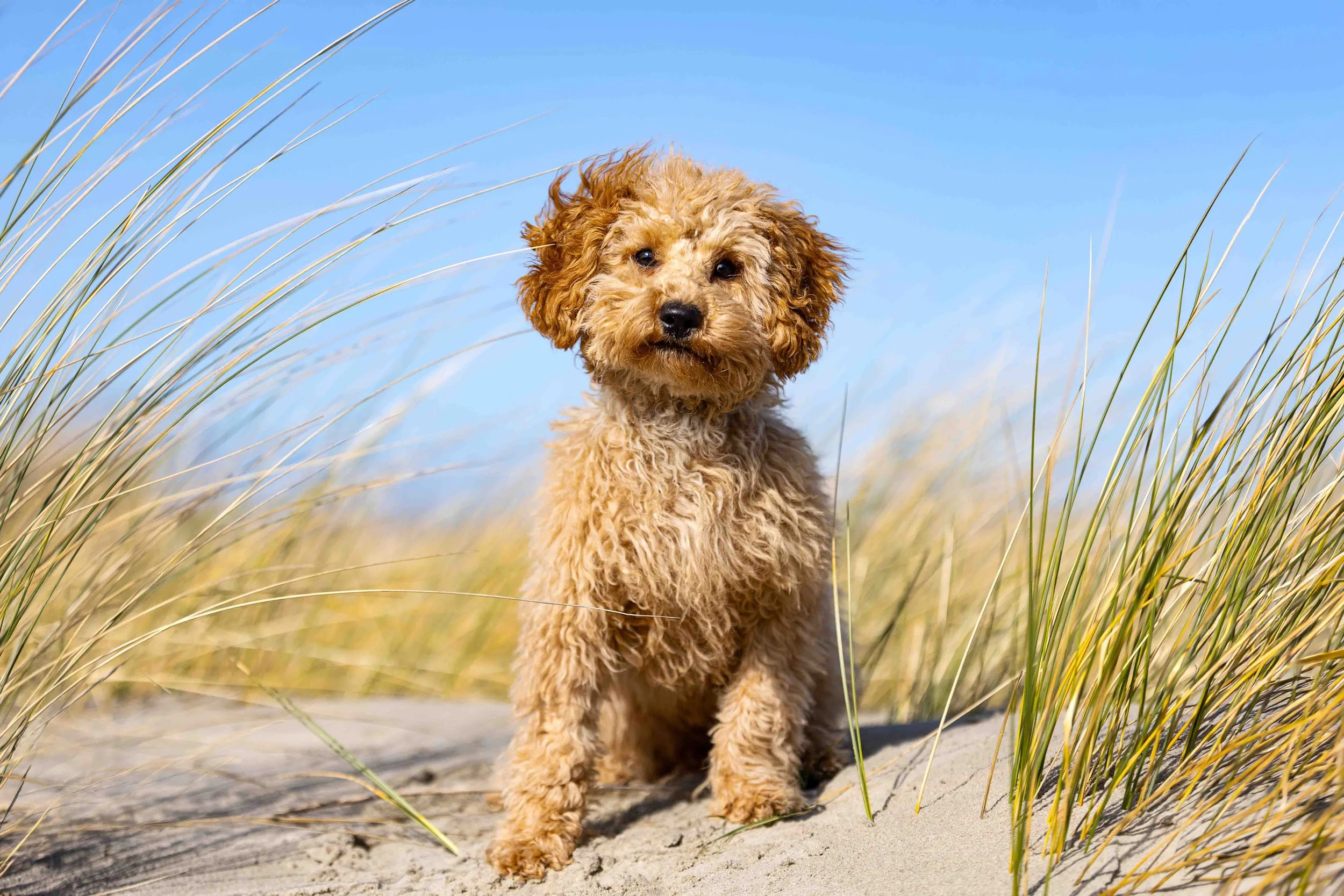 Elli auf Langeoog (2).jpg