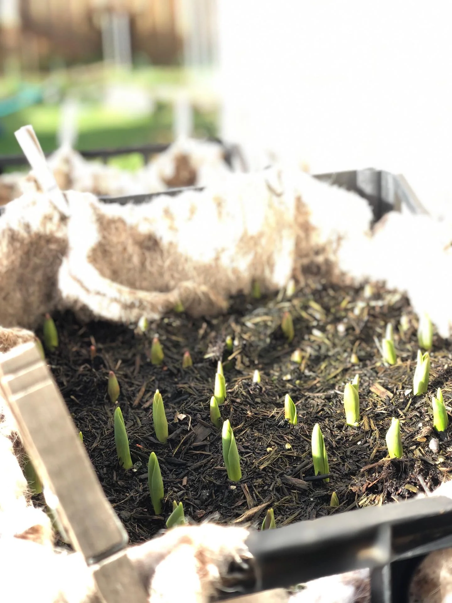 Helloooo!! I&rsquo;m sorry I&rsquo;ve been quiet &lsquo;on the grid&rsquo; over winter - here the flowers are gearing up for another beautiful year 🥹🥹🥹 the tulips have emerged and it won&rsquo;t be long. Seeds are being sown, SO MANY native bulbs 