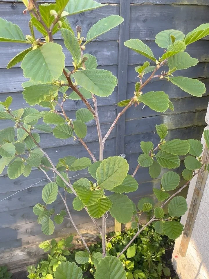 Just spotted another brimstone butterfly cocoon on our tiny alder buckthorn tree (which I bought as a hedging plant in 2024). I didn&rsquo;t seen any brimstones in 2023, 2024 or 2025, but this spring, I&rsquo;ve seen three. How magical is that 🥹 one