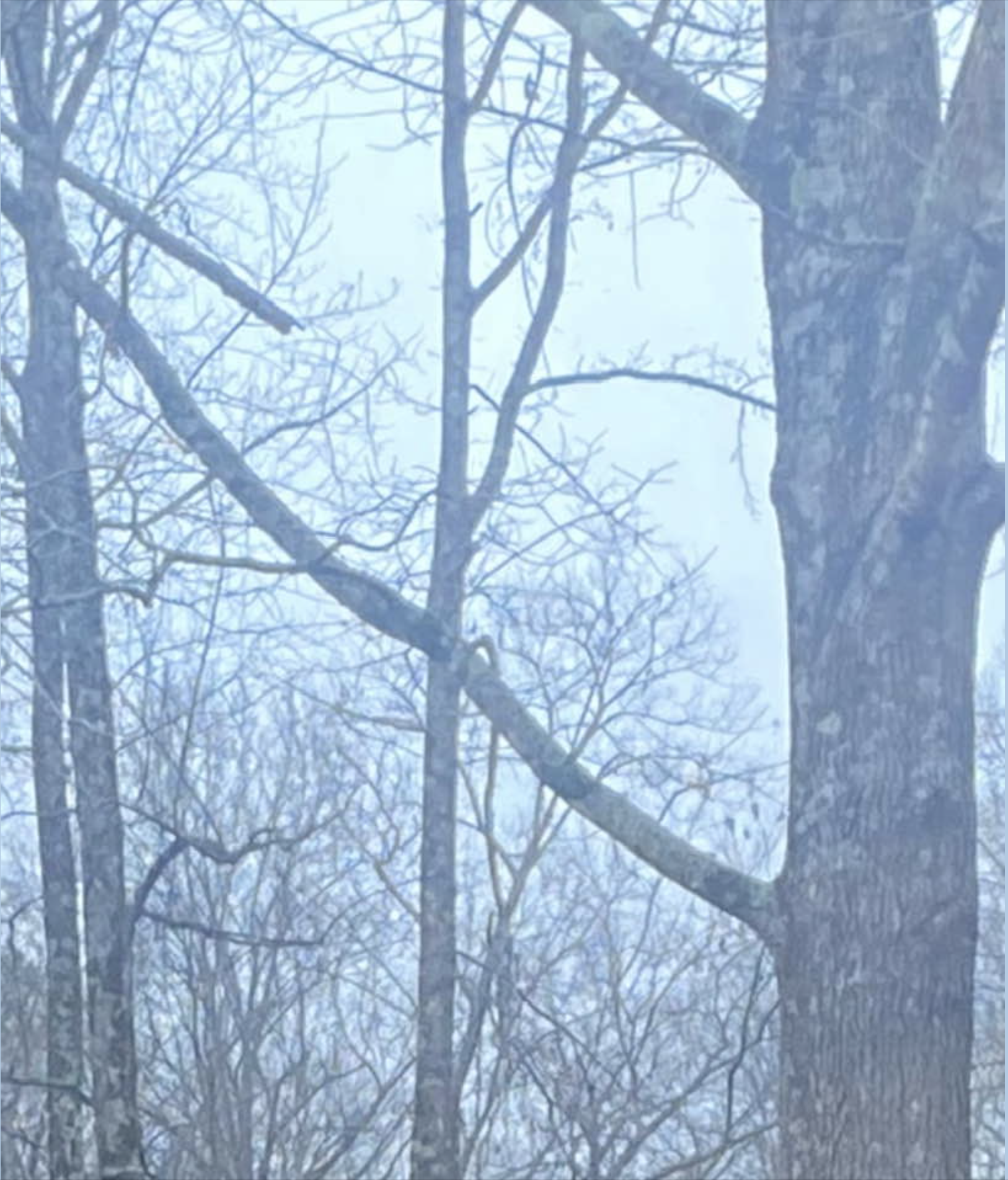 LOOK CAREFULLY AT THE LIMB IN THIS PICTURE