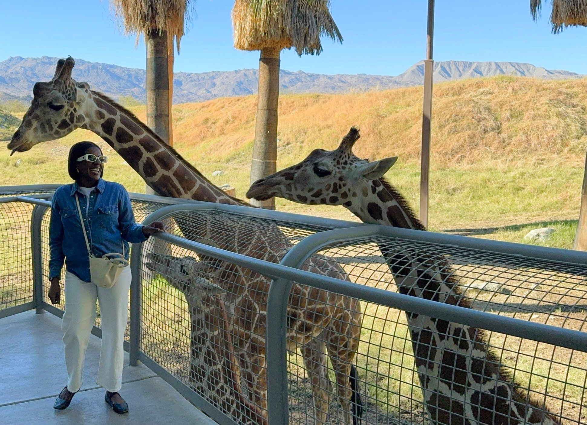A woman in sunglasses and a denim jacket smiling at three giraffes at a zoo, with a mountain landscape in the background.