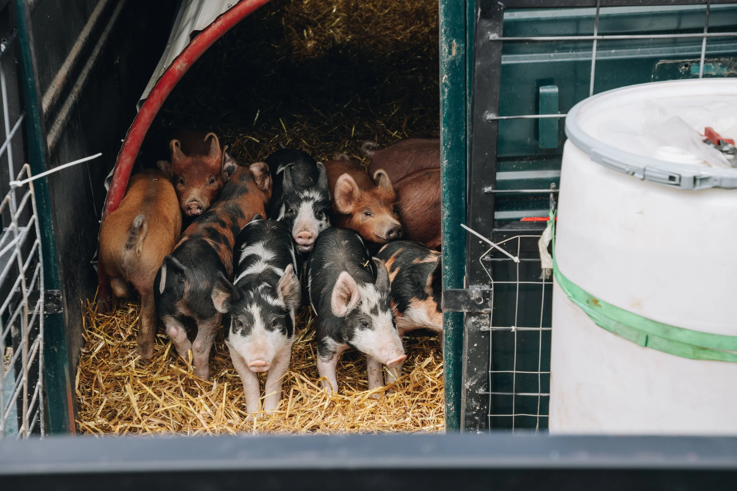 Pig_Launch_LEPR 21 of 149.jpg
