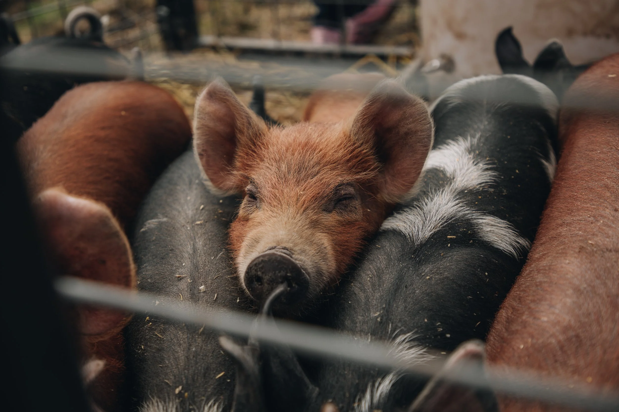 Pig_Launch_LEPR 67 of 149.jpg