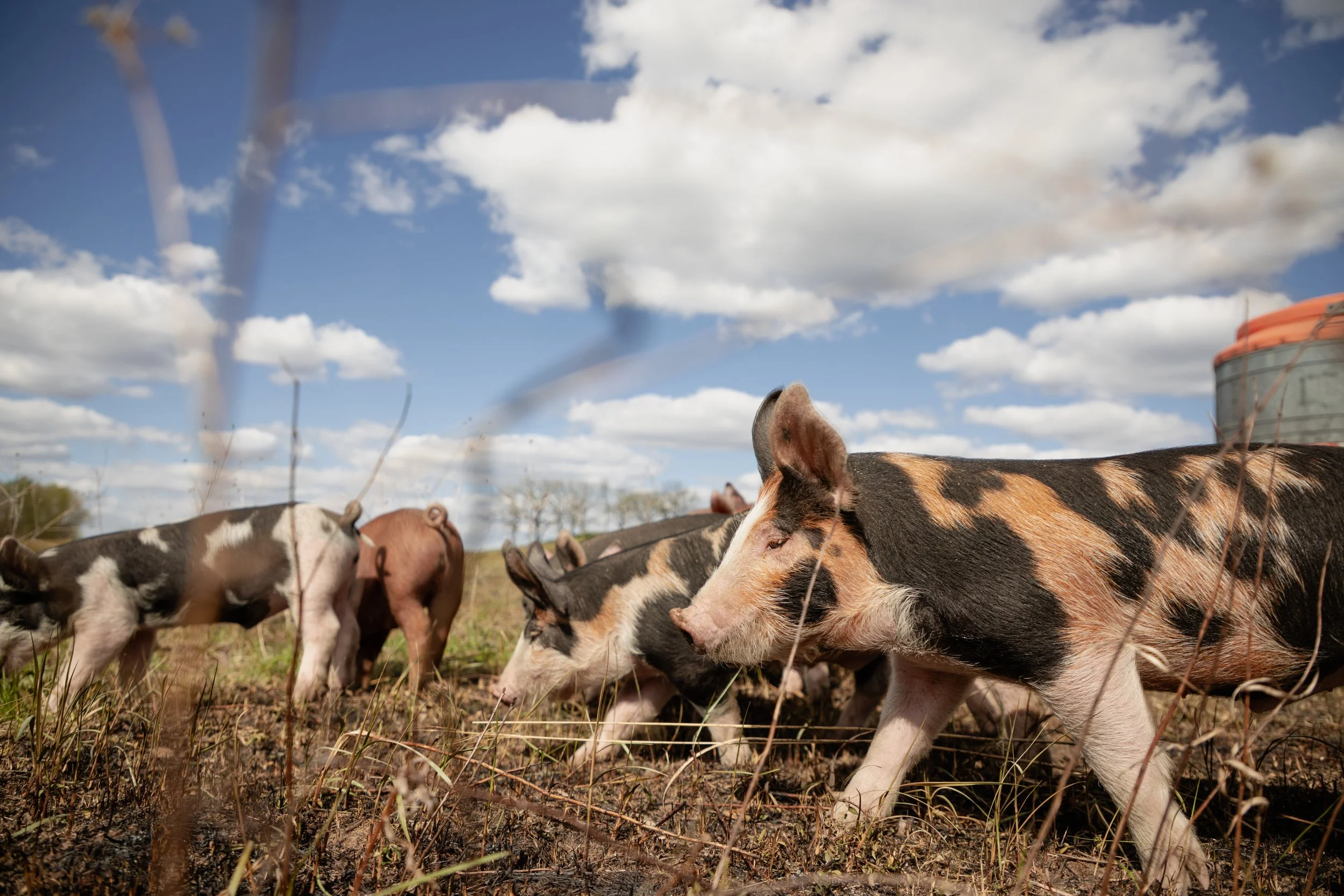 Pig_Launch_LEPR 97 of 149.jpg