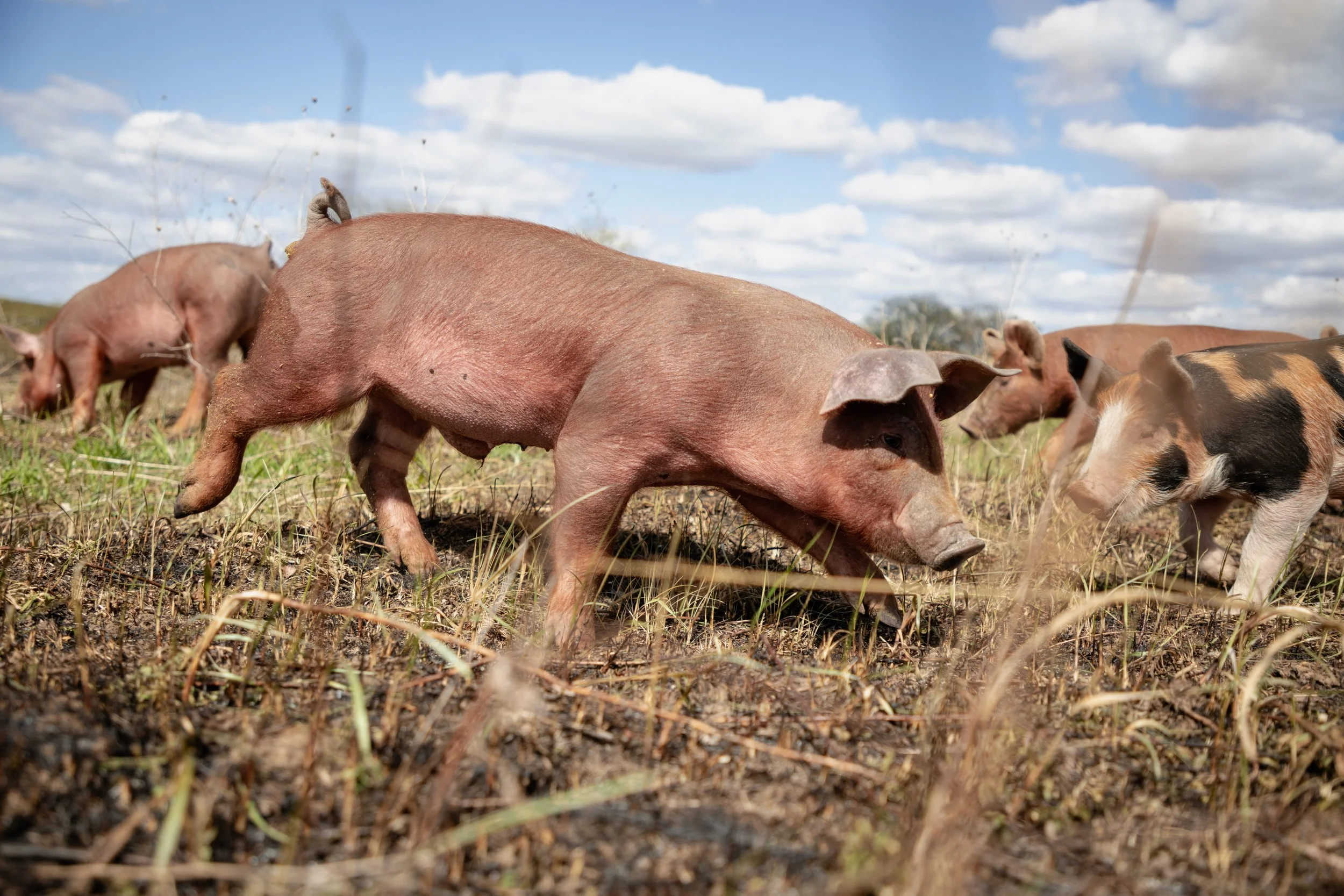Pig_Launch_LEPR 95 of 149.jpg