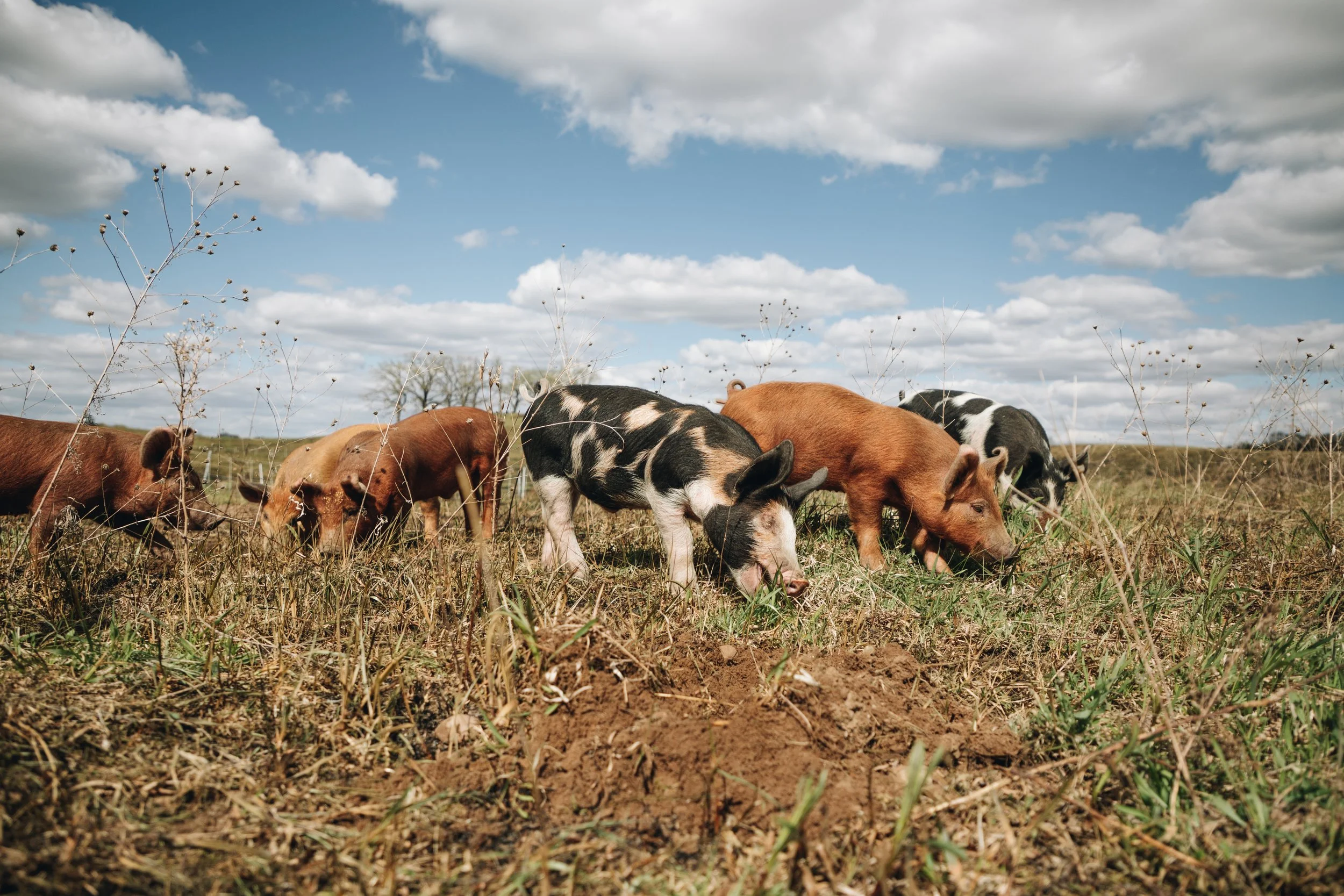 Pig_Launch_LEPR 114 of 149.jpg