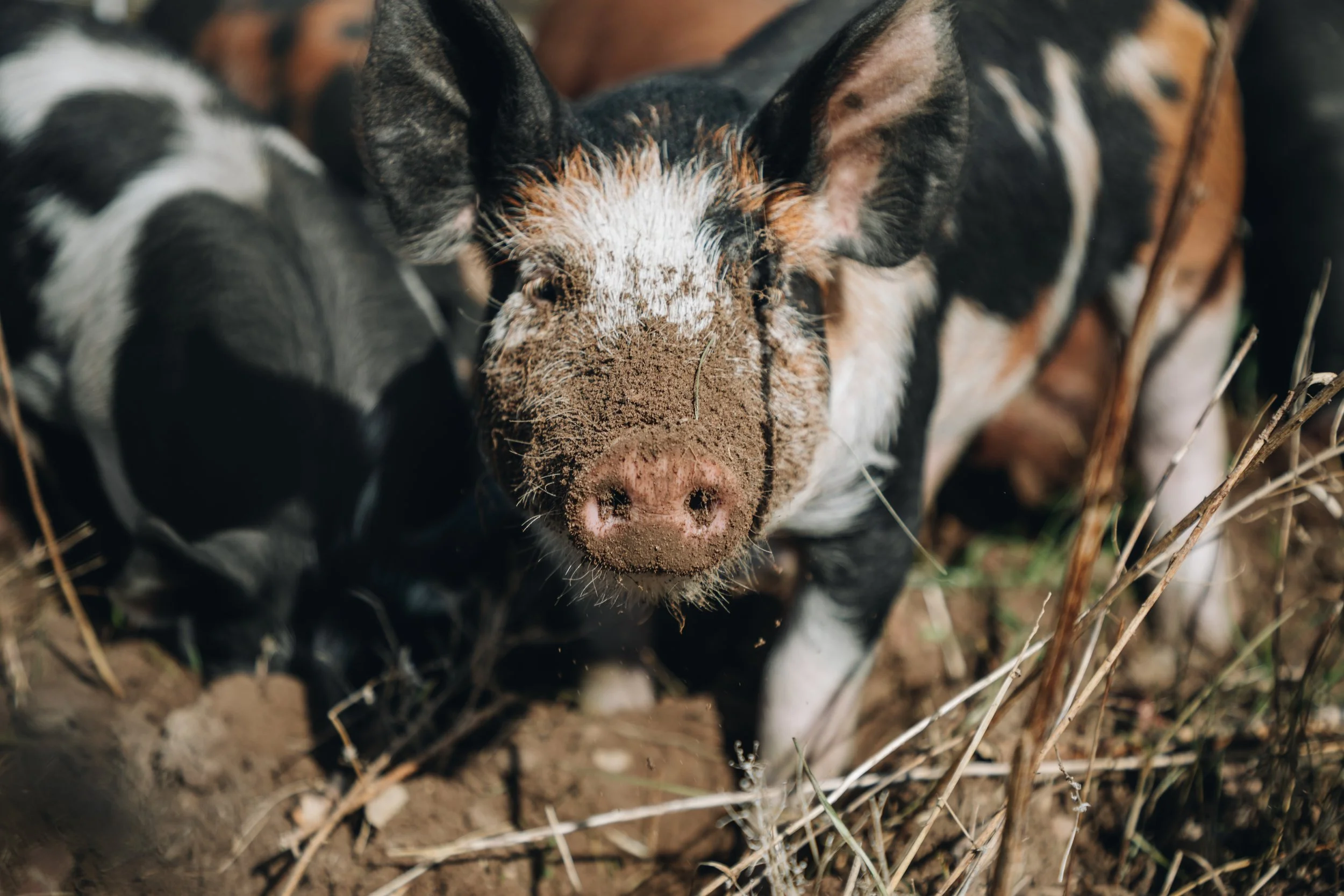 Pig_Launch_LEPR 139 of 149.jpg