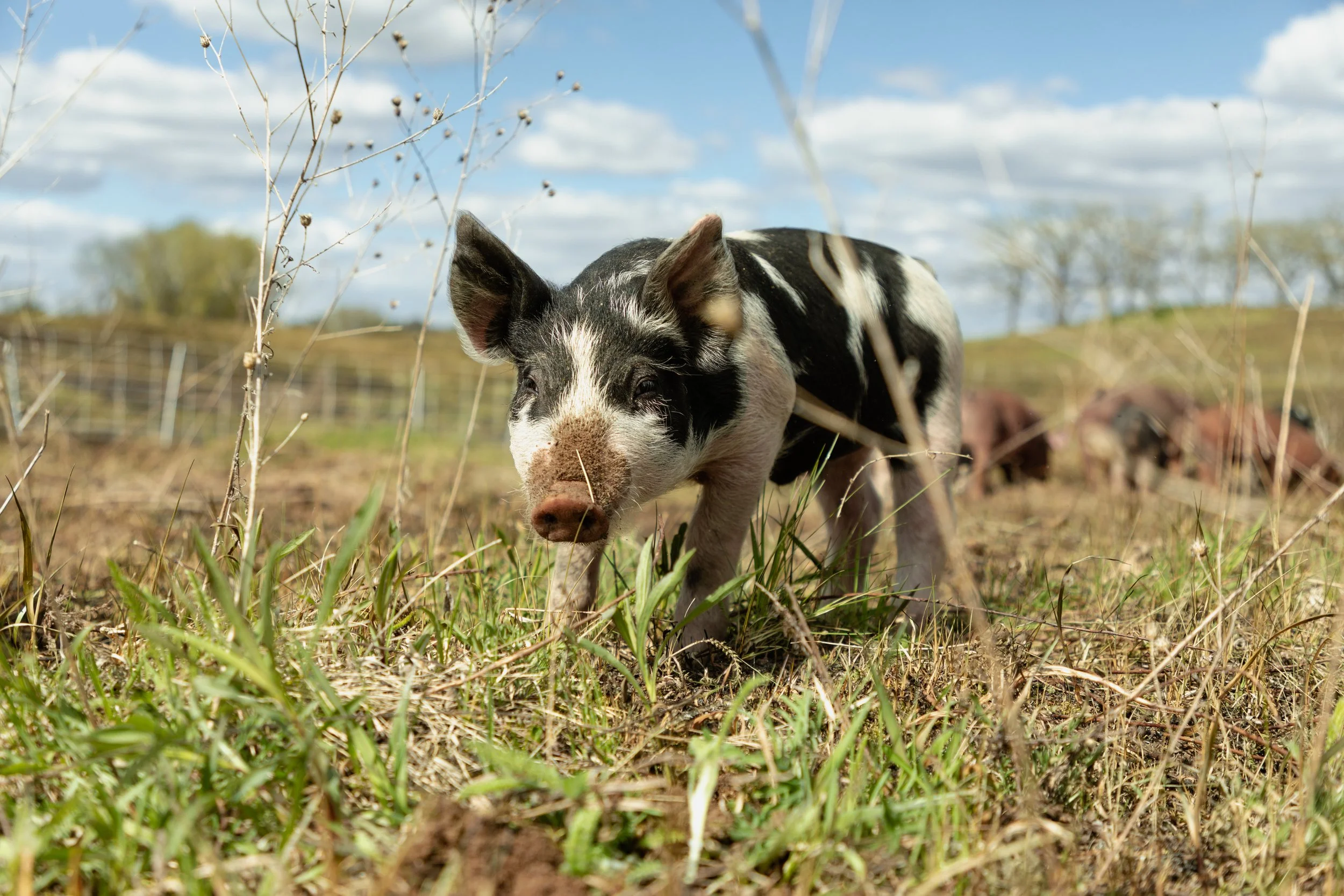 Pig_Launch_LEPR 119 of 149.jpg