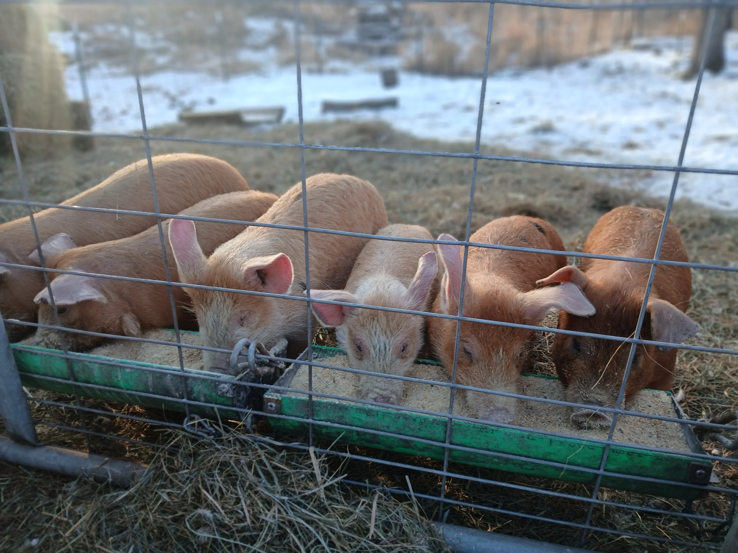 Feed and its role in animal nutrition, your health, and the environment
