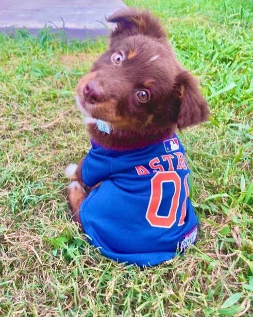 Alex Bregman may have left us but The Scoop Troopers never will!!! #petbusiness #smallbusiness #dogsofinstagram #dogs #doglovers #petservices #petsitter #petcare #dogwalker #petlovers #petbusinessowner #petindustry #pets #dogbusiness #dog #petsofinst
