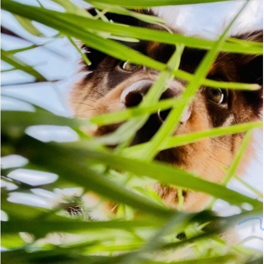 The 💩 POV… #petwasteremovalservice #dogs #furryfriends #puppy #australianshepherd #thescooptroopers