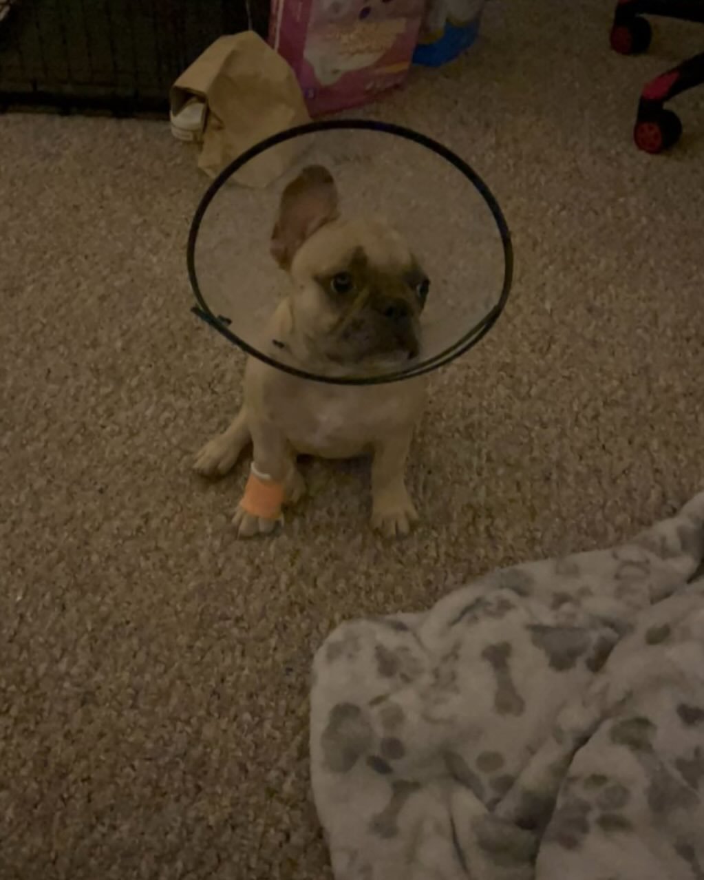 Blueberry loves everyone but let’s just say his vet won’t be on that list anytime soon 😂 #vet #dogcomedy #frenchbulldog #frenchies #puppy #doglover