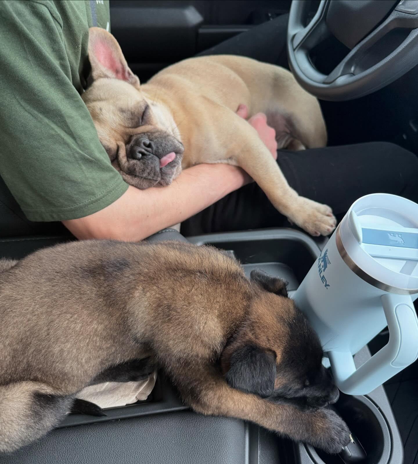 How the pups sleep knowing their yard is poop free💤
#wasteremoval #thescoopertroopers #poopscoopingservice #dogservice #dog #puppy #poop #petwasteremovalservice #petwasteremoval #petservice