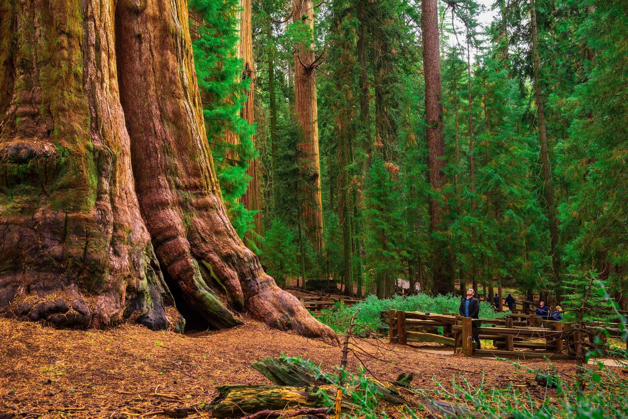 GeneralSherman-5bc6ccf4c9e77c0051aab08b.jpg