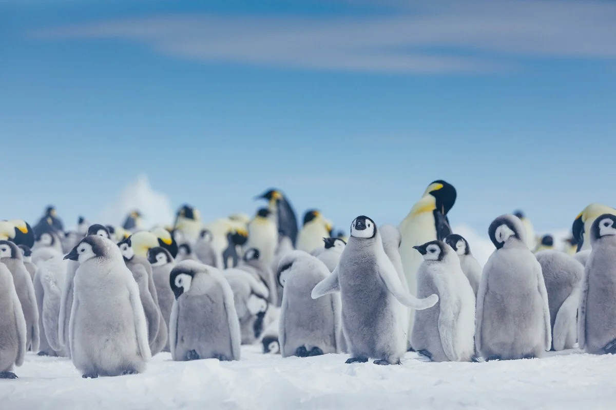 Emperor penguins viewed during an Antarctic expedition voyage